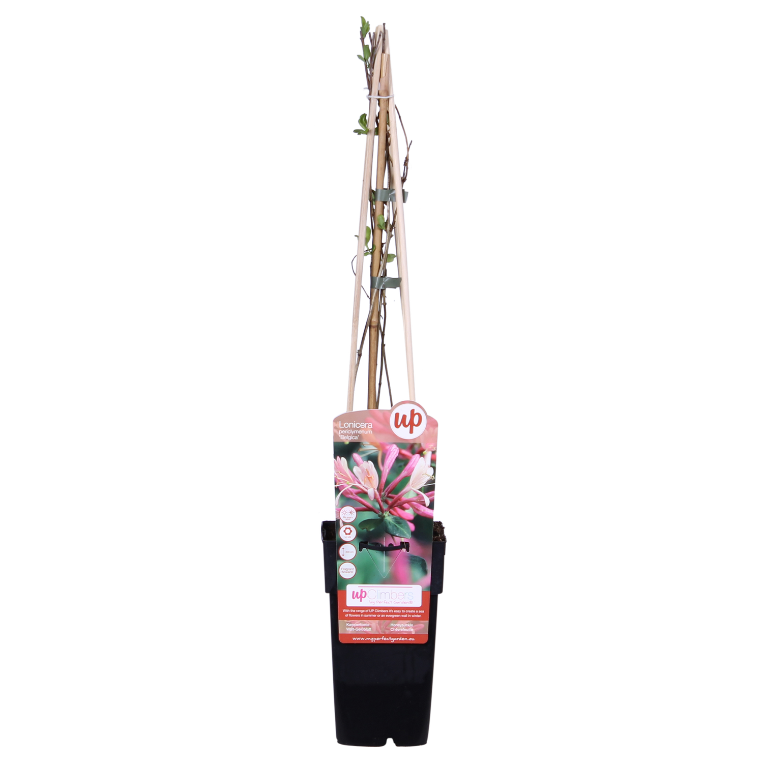Lonicera periclymenum &