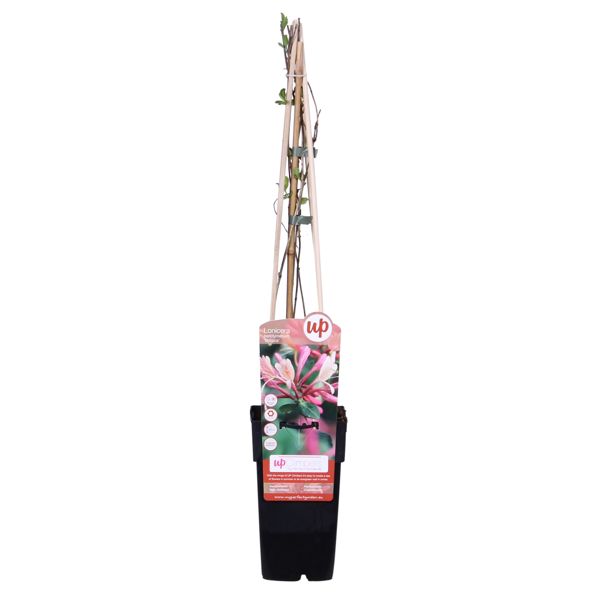 Lonicera periclymenum &