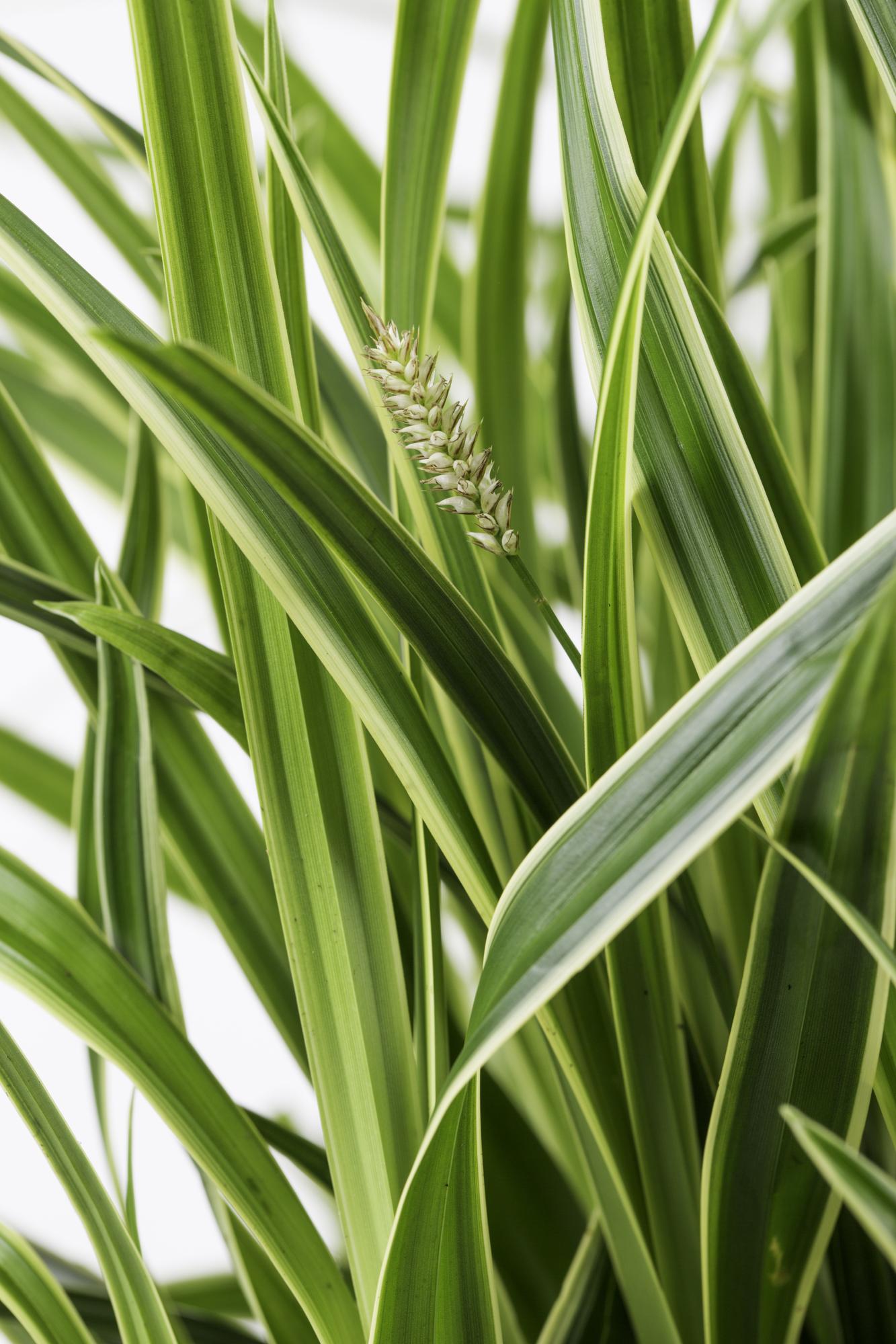 Japan-Segge - Carex morrowii &