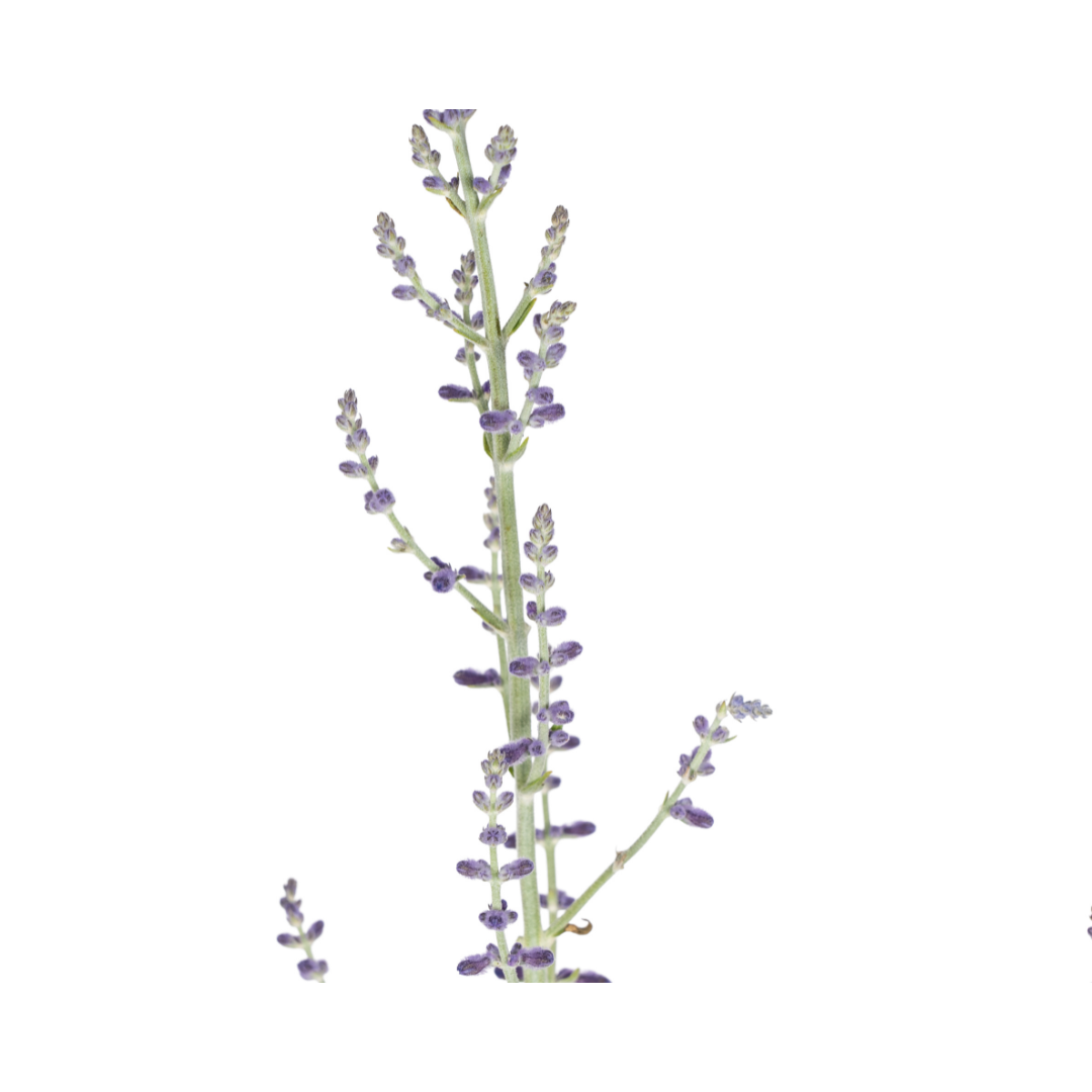 Blauraute - Perovskia atriplicifolia - Ø19cm - ↕50 - 60cm
