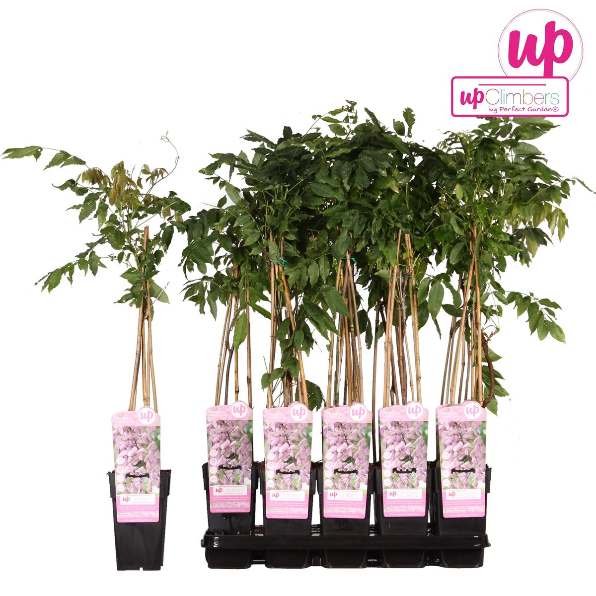 Blauregen - Wisteria floribunda &