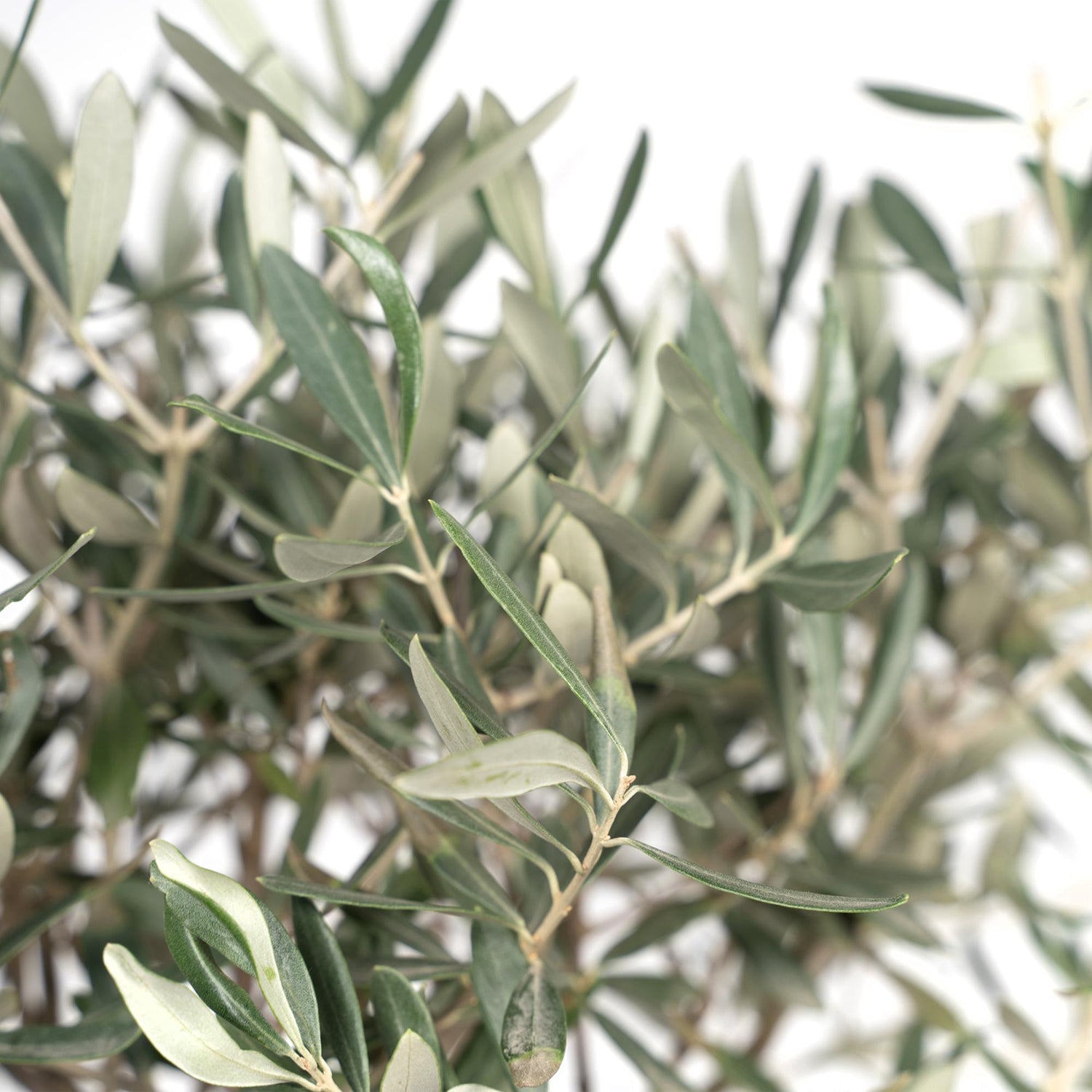 Olive Stämmchen - Ø19cm - ↕90cm