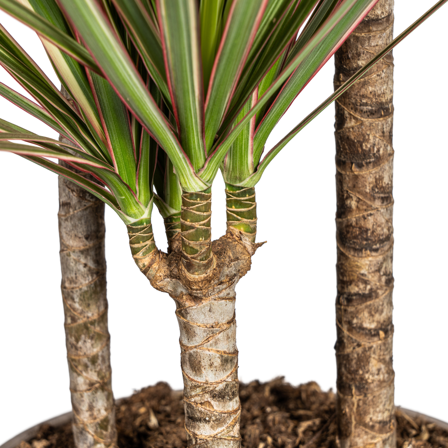 Drachenbaum zweifarbig mit Korb - Dracaena Marginata Bicolor - Ø21cm - ↕110 - 130cm