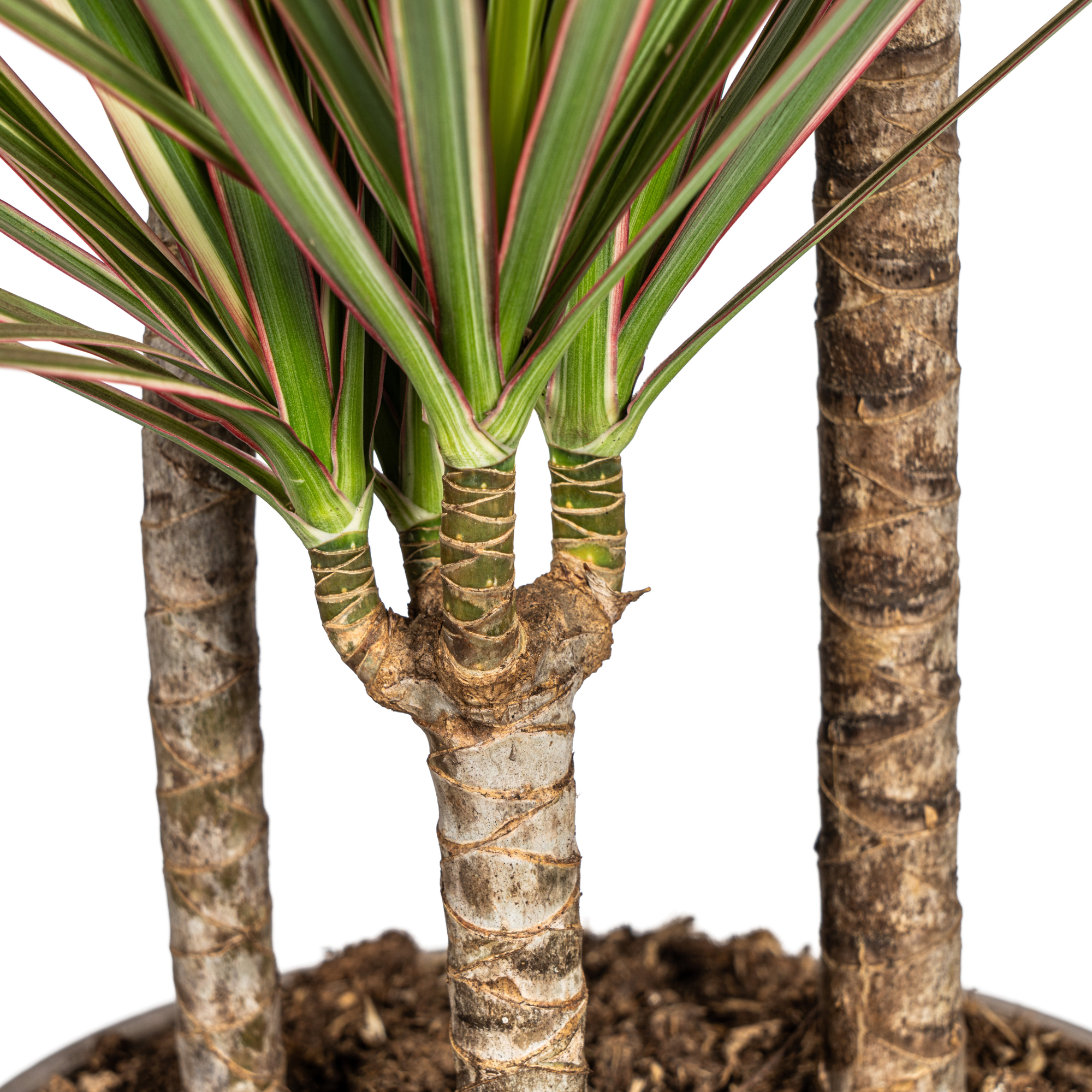 Drachenbaum zweifarbig mit Korb - Dracaena Marginata Bicolor - Ø21cm - ↕110 - 130cm