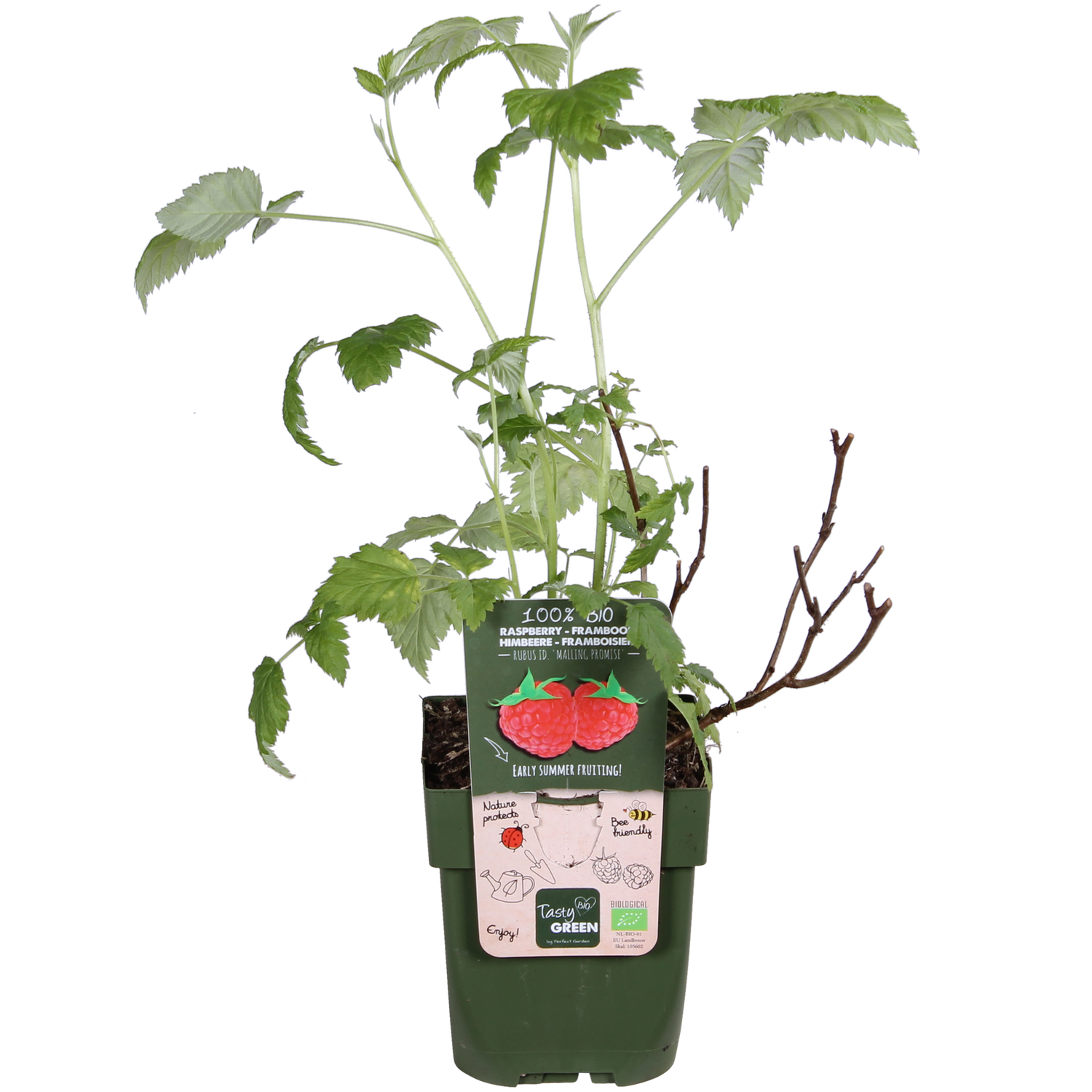 Himbeere - Rubus idaeus &