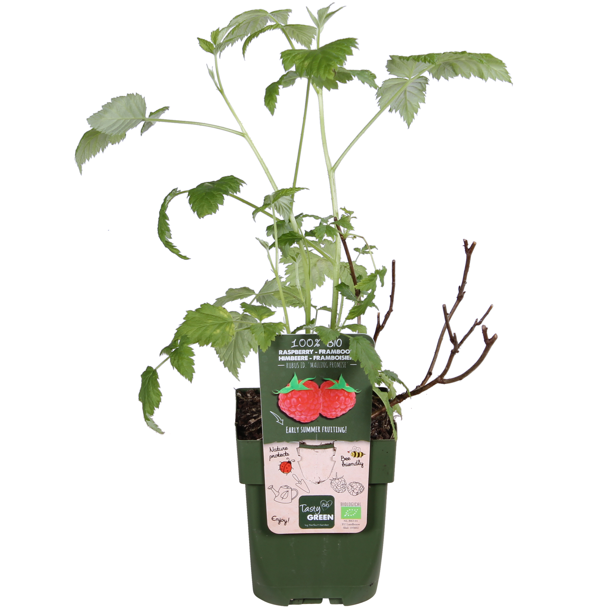 Himbeere - Rubus idaeus &