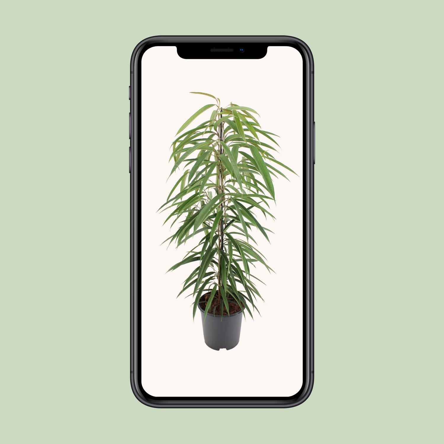 Ficus Binnendijkii Alii - Ø21cm - ↕80cm