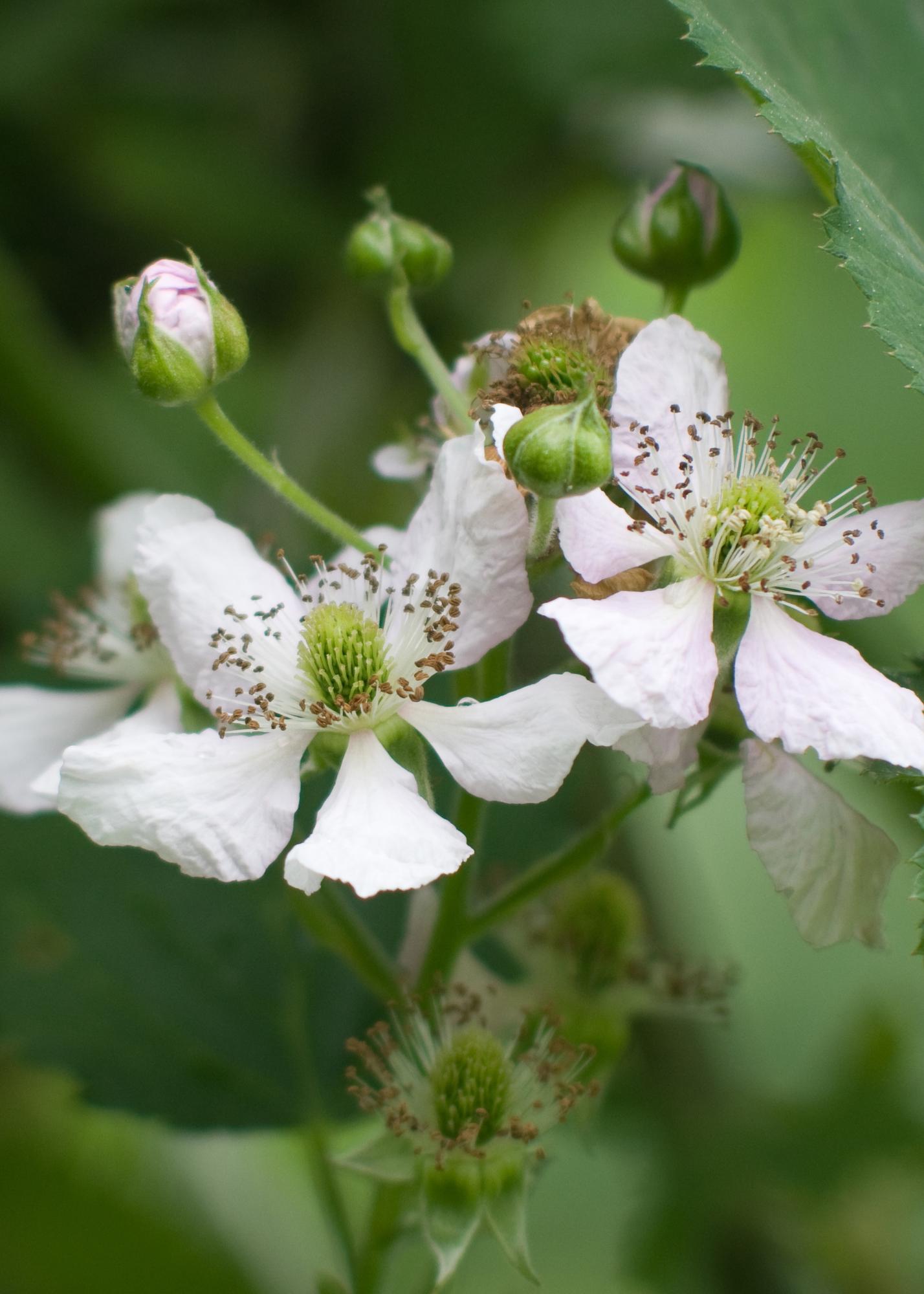 Dornenlose Brombeere - Rubus fruticosus &