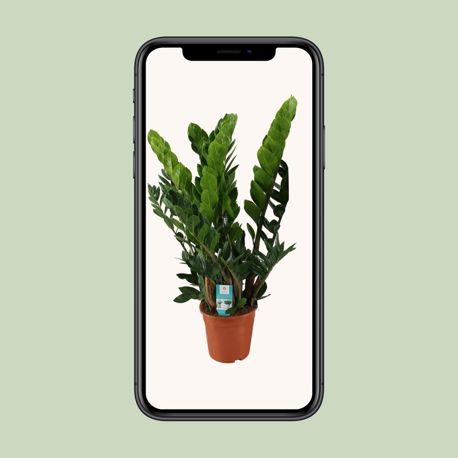 Zamioculcas Zamiifolia  - Ø21cm - ↕80cm