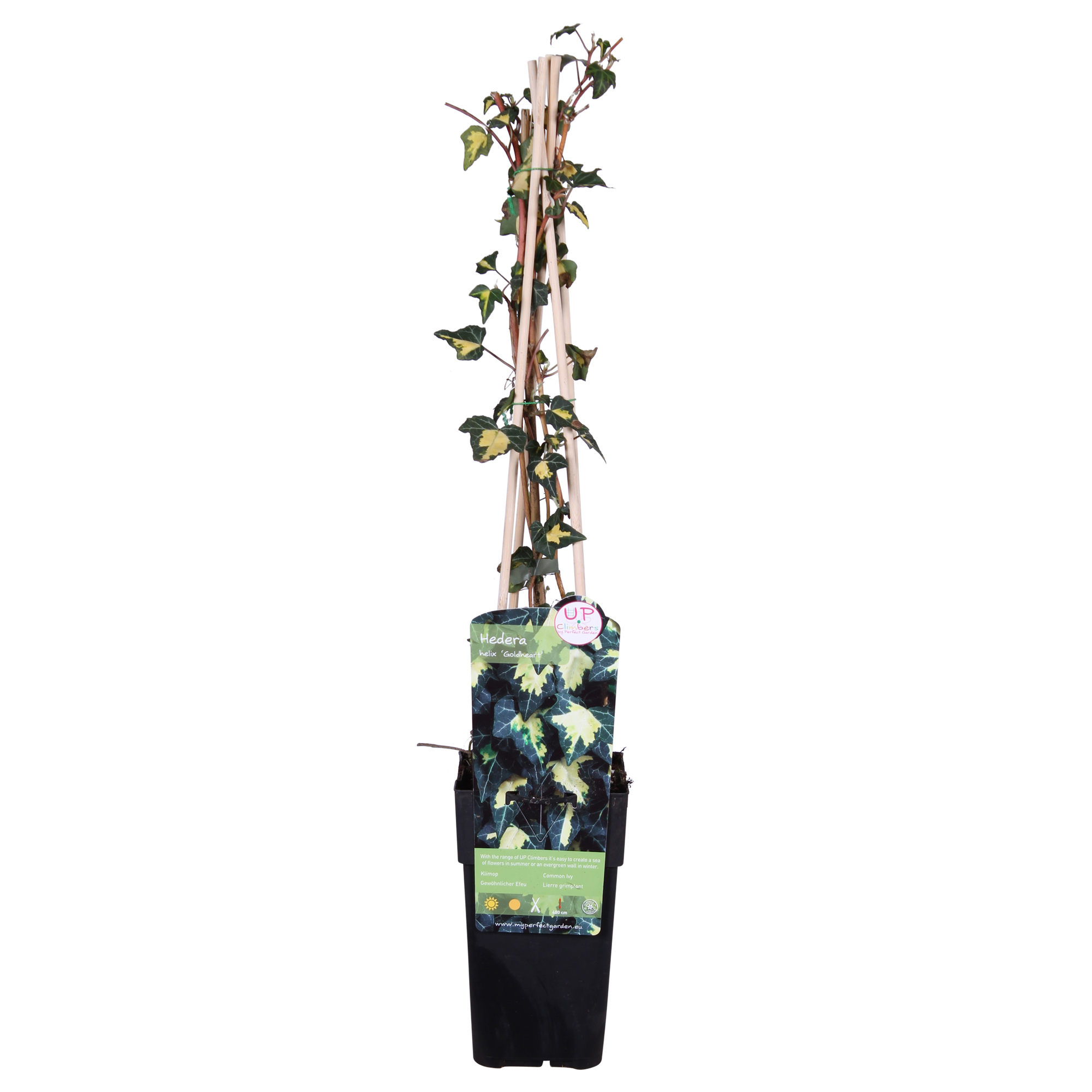 Efeu - Hedera helix &