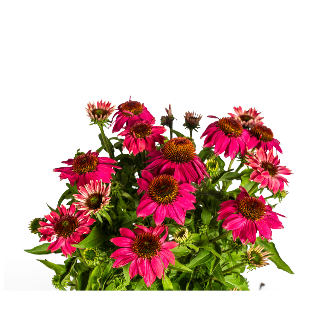 Sonnenhut - Echinacea purpurea Purple Ø19cm - ↕60 - 70cm