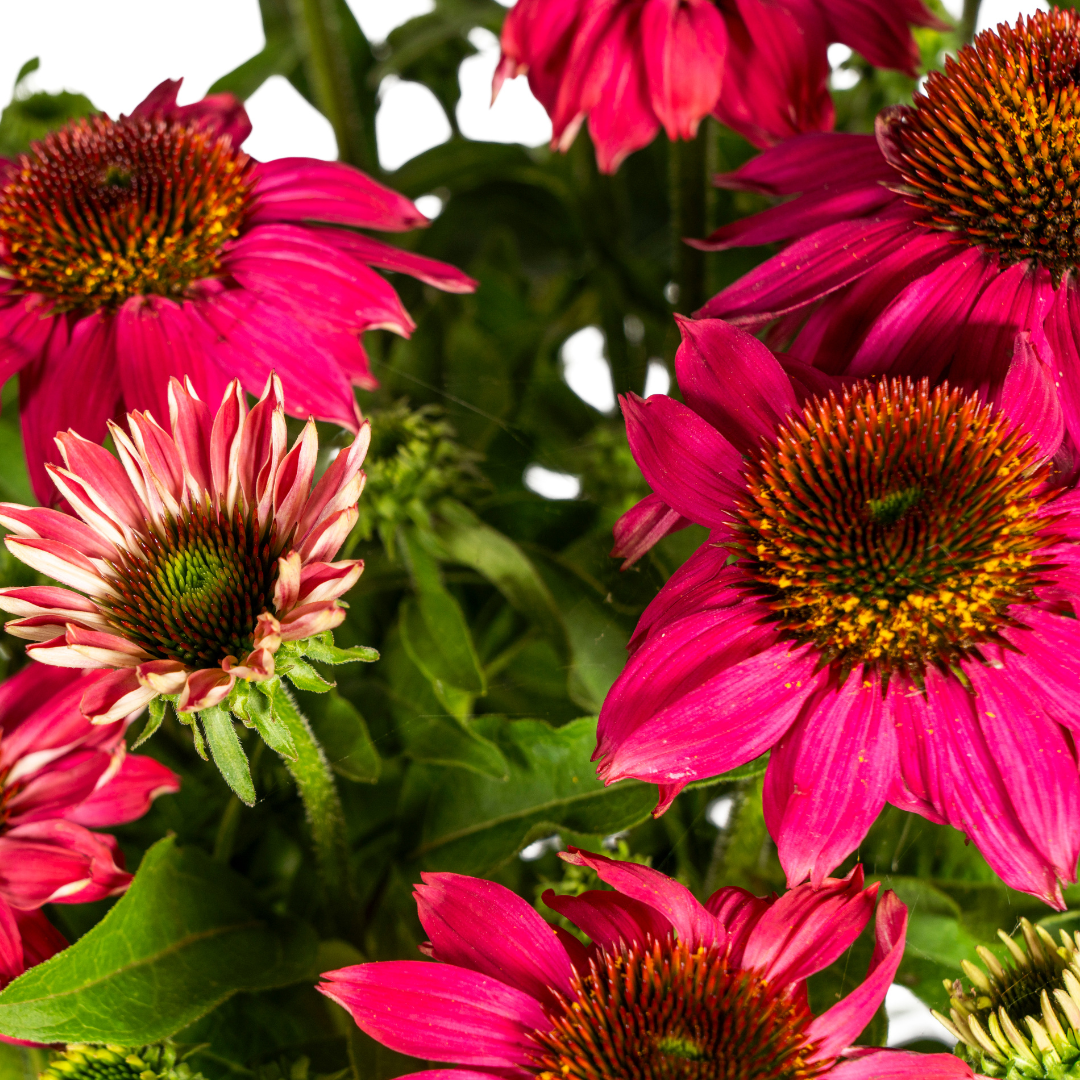 Sonnenhut - Echinacea purpurea Purple Ø19cm - ↕60 - 70cm
