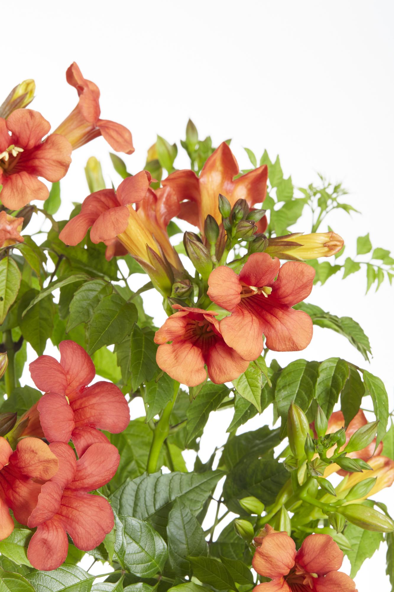 Trompetenblume - Campsis Summer Jazz Fire Trumpet - Ø19cm - ↕70cm - Ø15 - ↨65cm