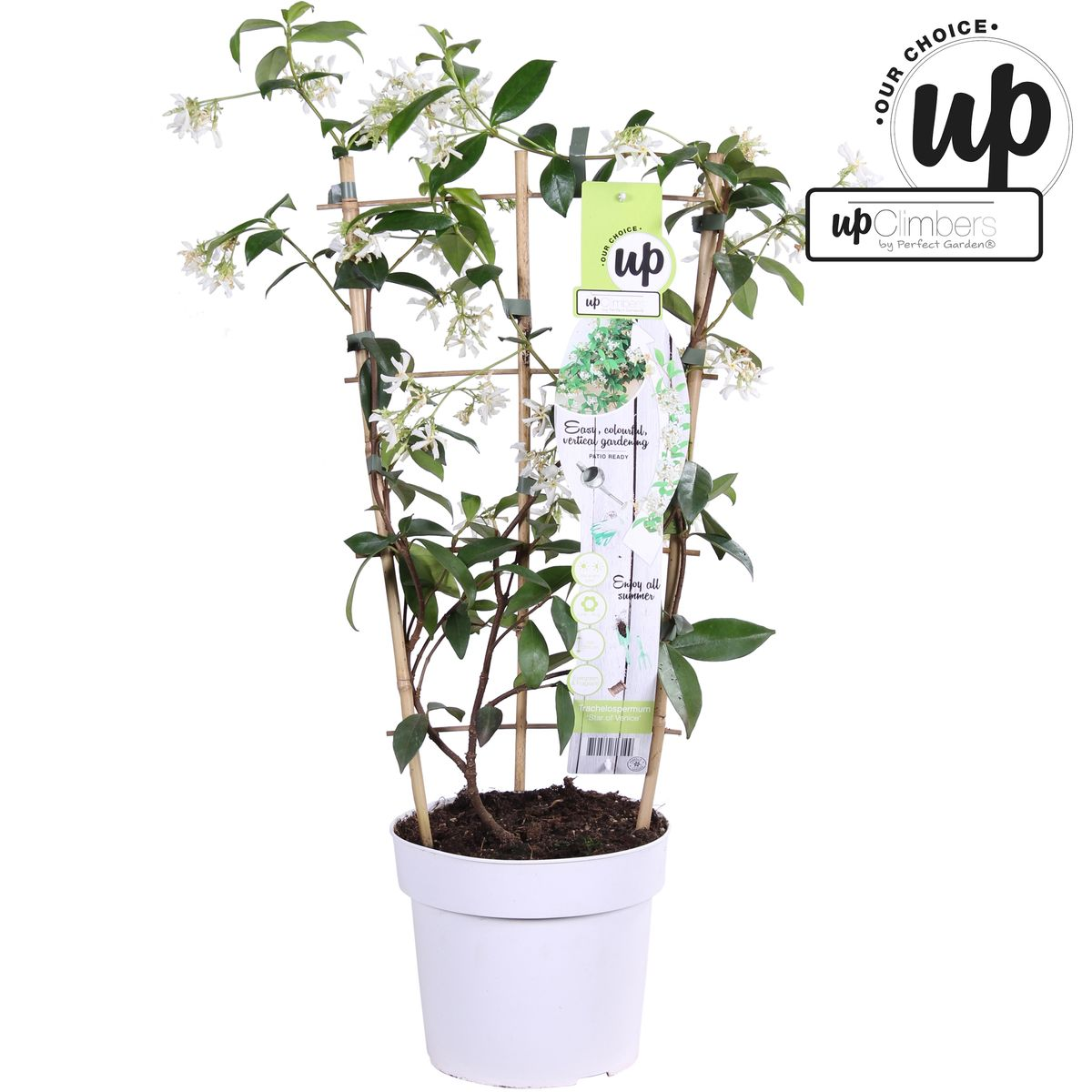 Toskanischer Jasmin Weiß - Trachelospermum &