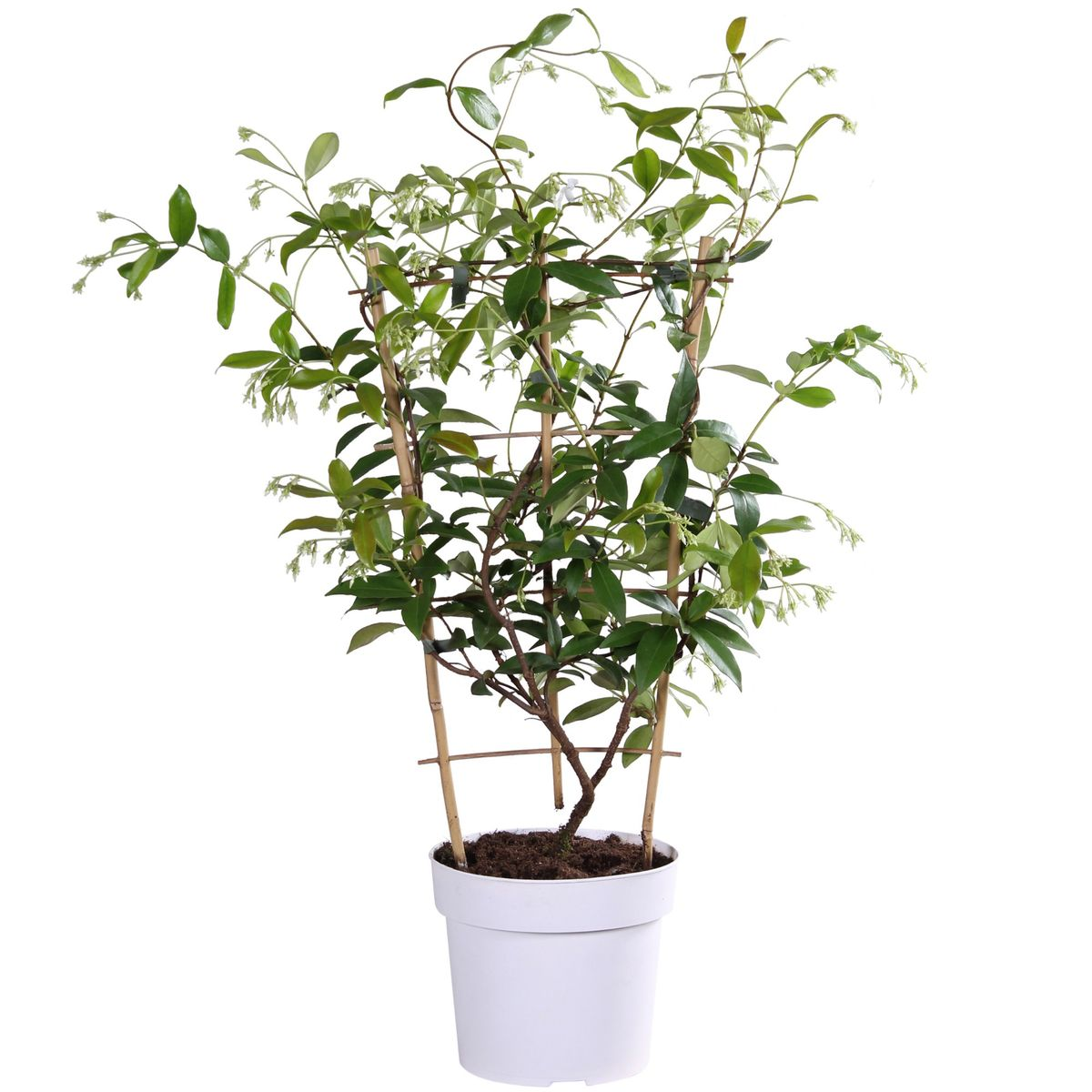 Toskanischer Jasmin Gelb - Trachelospermum &
