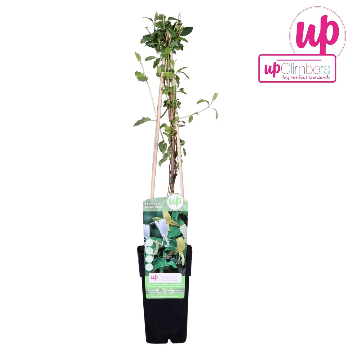 Japanisches Geißblatt - Lonicera japonica &