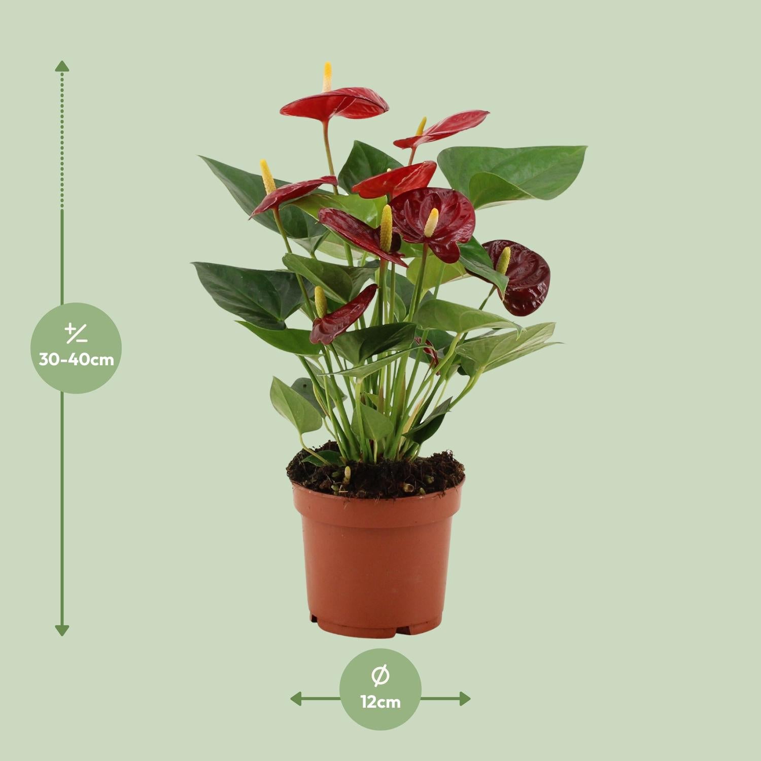 Anthurie - Anthurium Calon - Ø12cm - ↕36cm