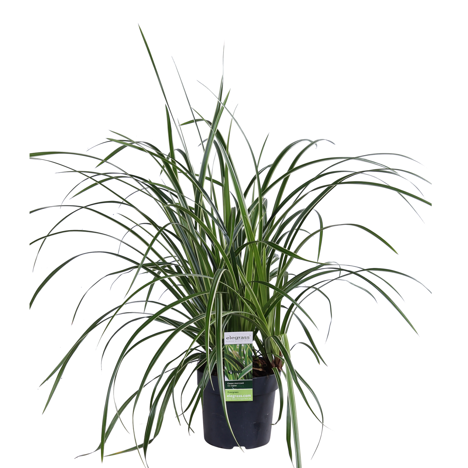 Japan-Segge - Carex morrowii &
