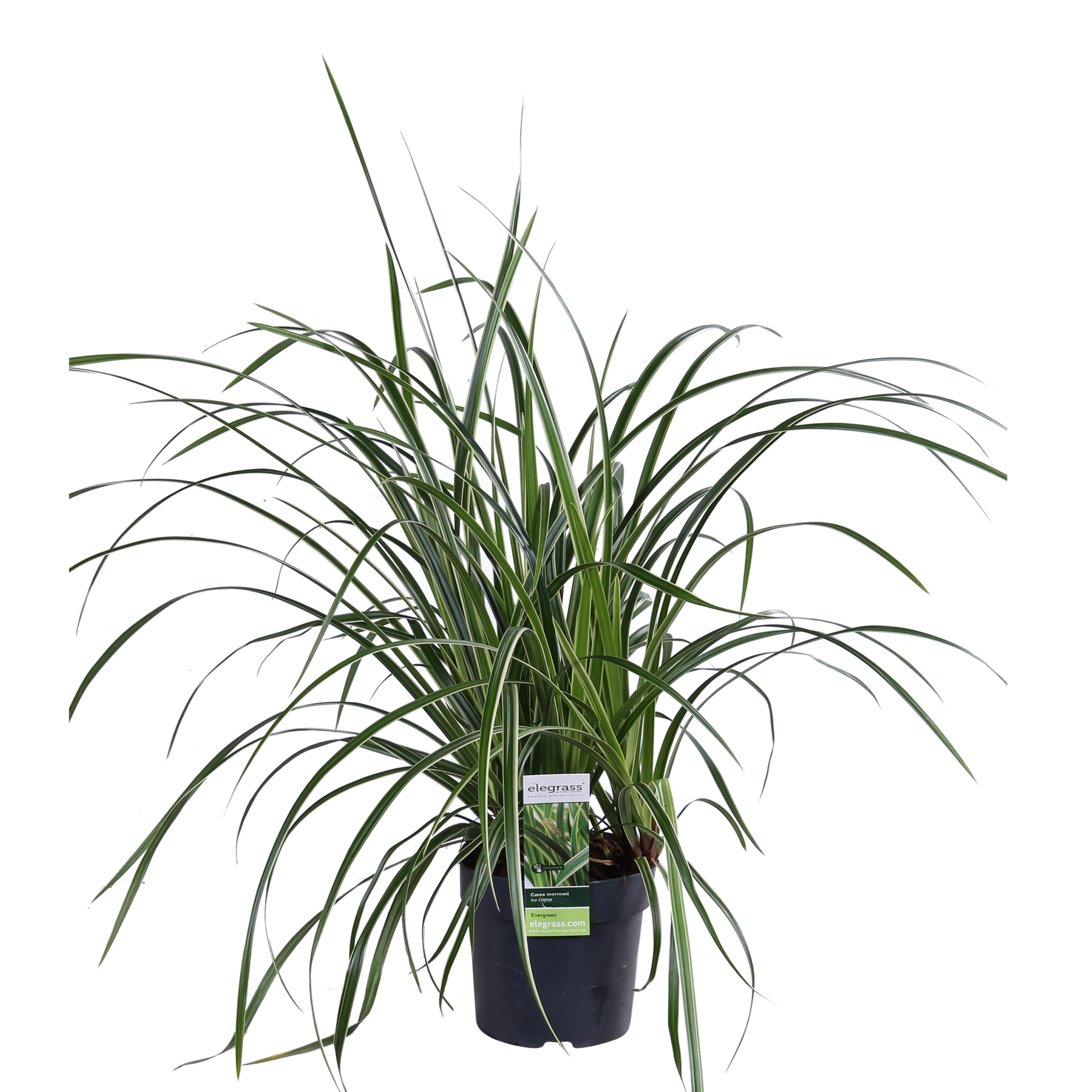 Japan-Segge - Carex morrowii &