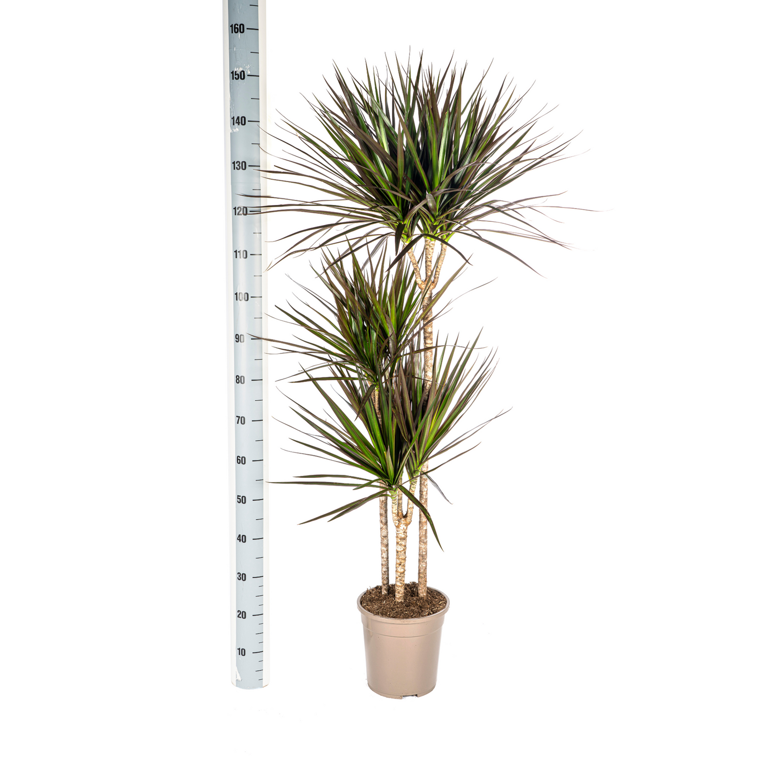 Drachenbaum mit Korb - Dracaena Marginata Magenta - Ø24cm - ↕130 - 150cm