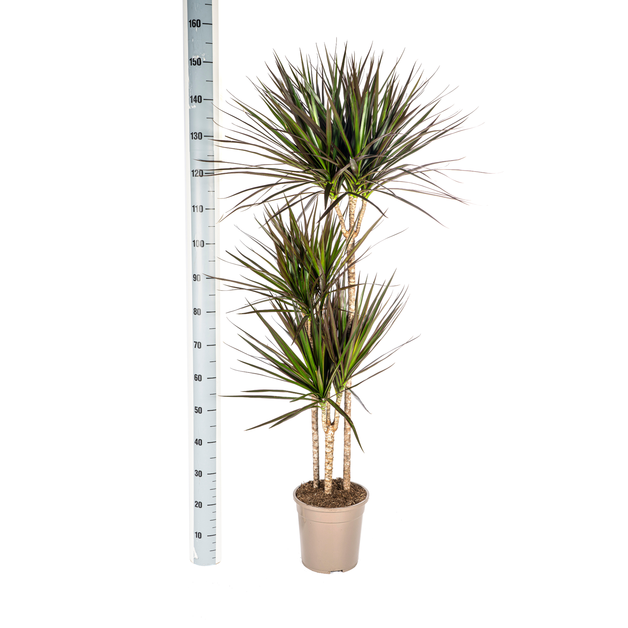Drachenbaum mit Korb - Dracaena Marginata Magenta - Ø24cm - ↕130 - 150cm