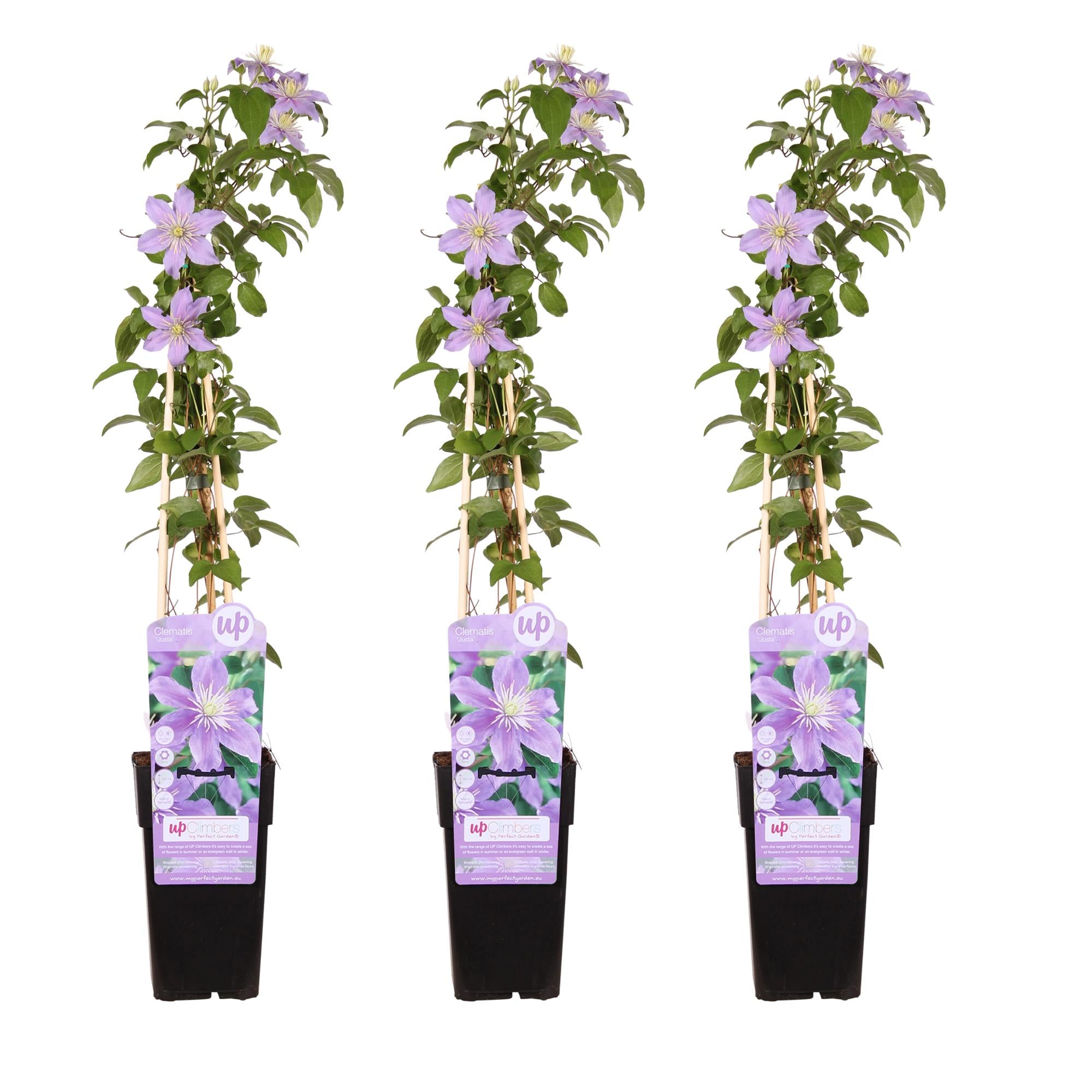 Clematis Justa - 3er Set - ↨65cm - Ø15