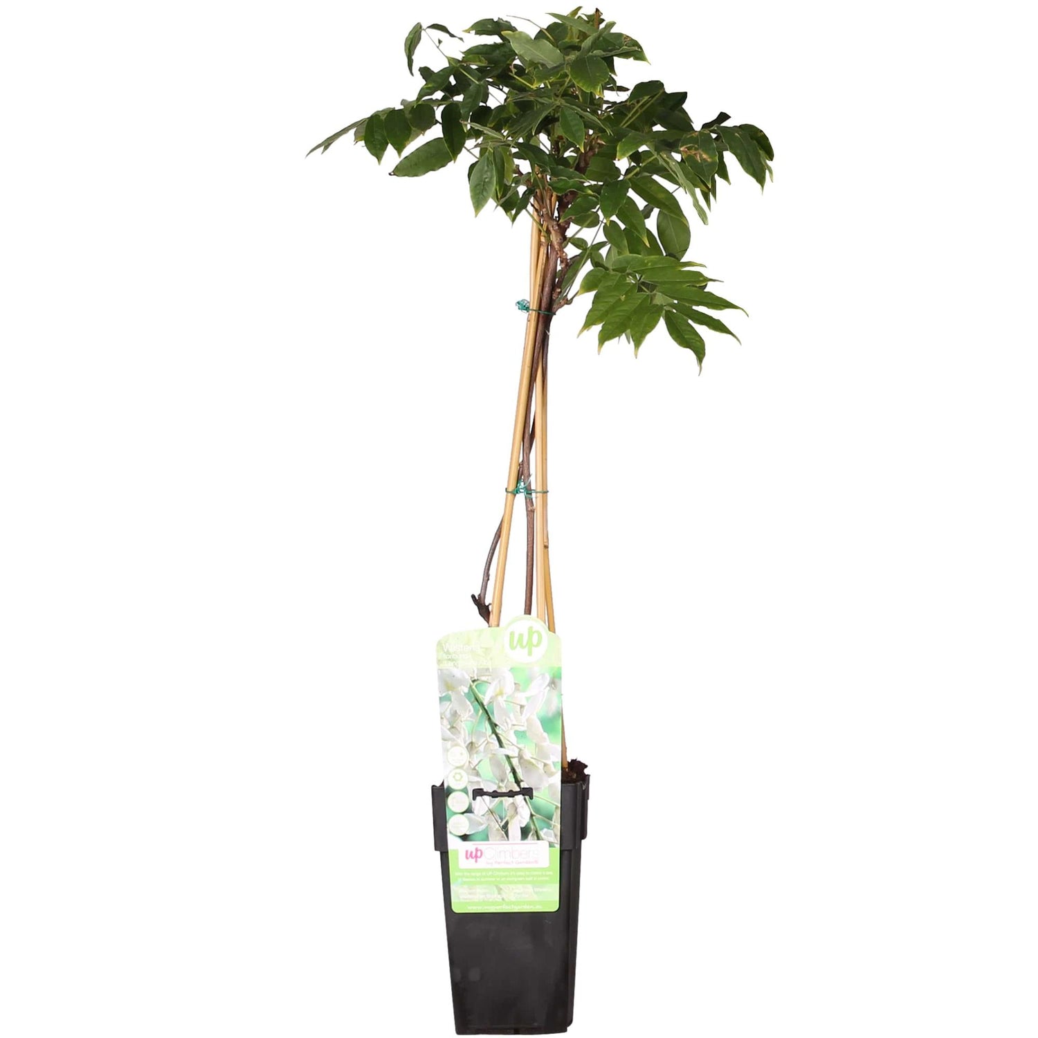 Blauregen - Wisteria floribunda &