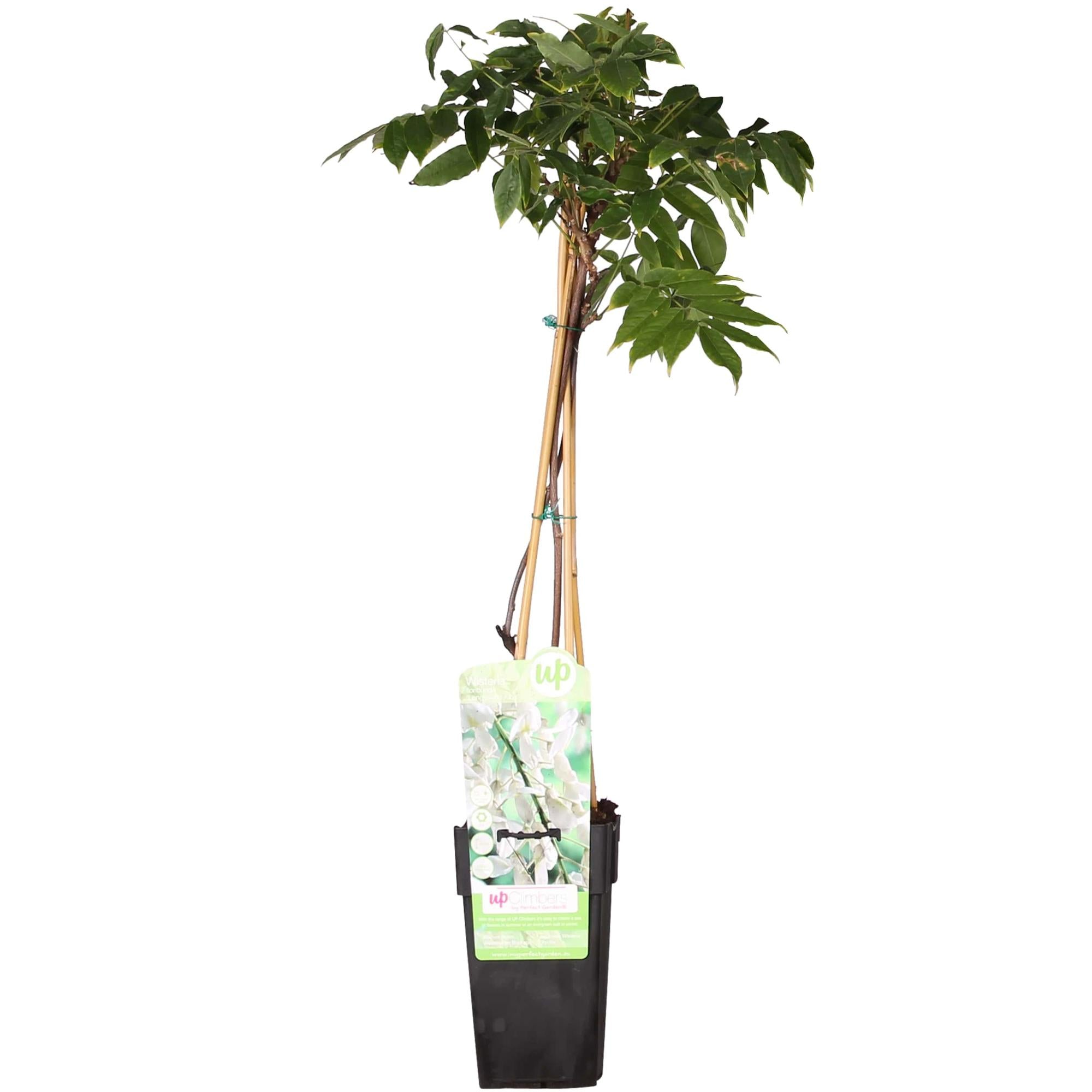 Blauregen - Wisteria floribunda &