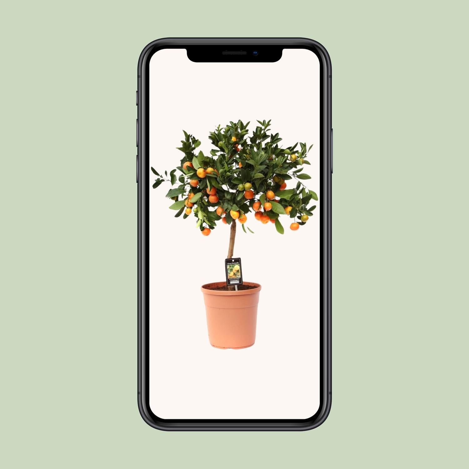 Calamondinorange - Citrus Calamondin - Ø22cm - ↕80cm