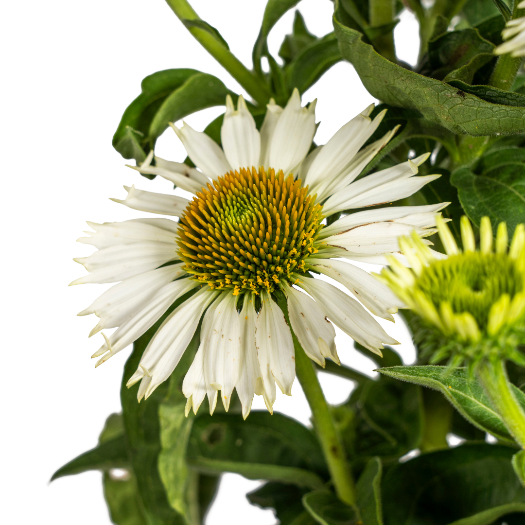 Sonnenhut - Echinacea purpurea White Ø19cm - ↕60 - 70cm