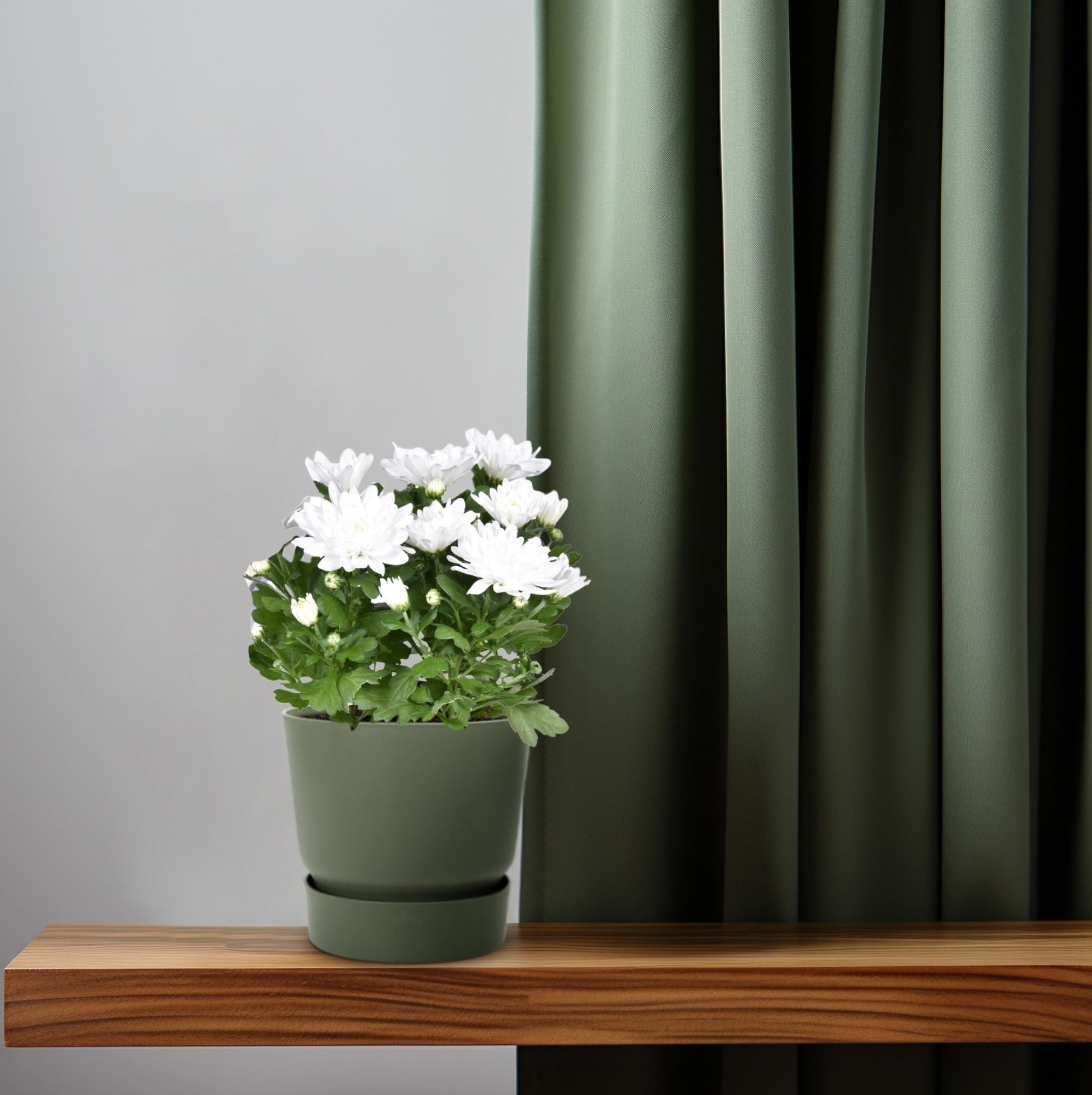 Zier-Chrysantheme - Chrysant Brave - Ø12cm - ↕26cm