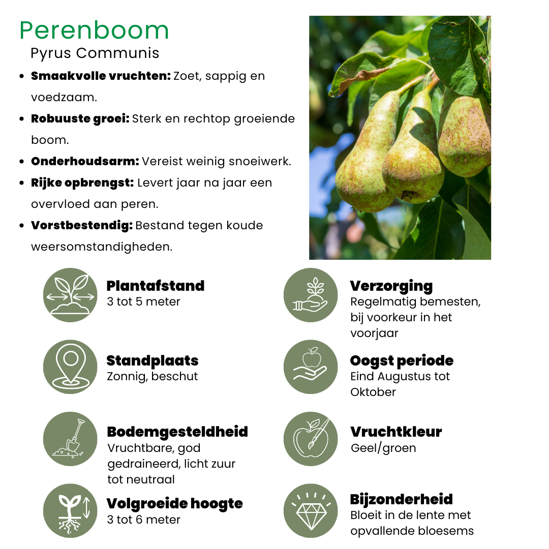 Bio-Birnenbaum Pyrus - 1 x Ø 20 cm - ↨ 60 cm