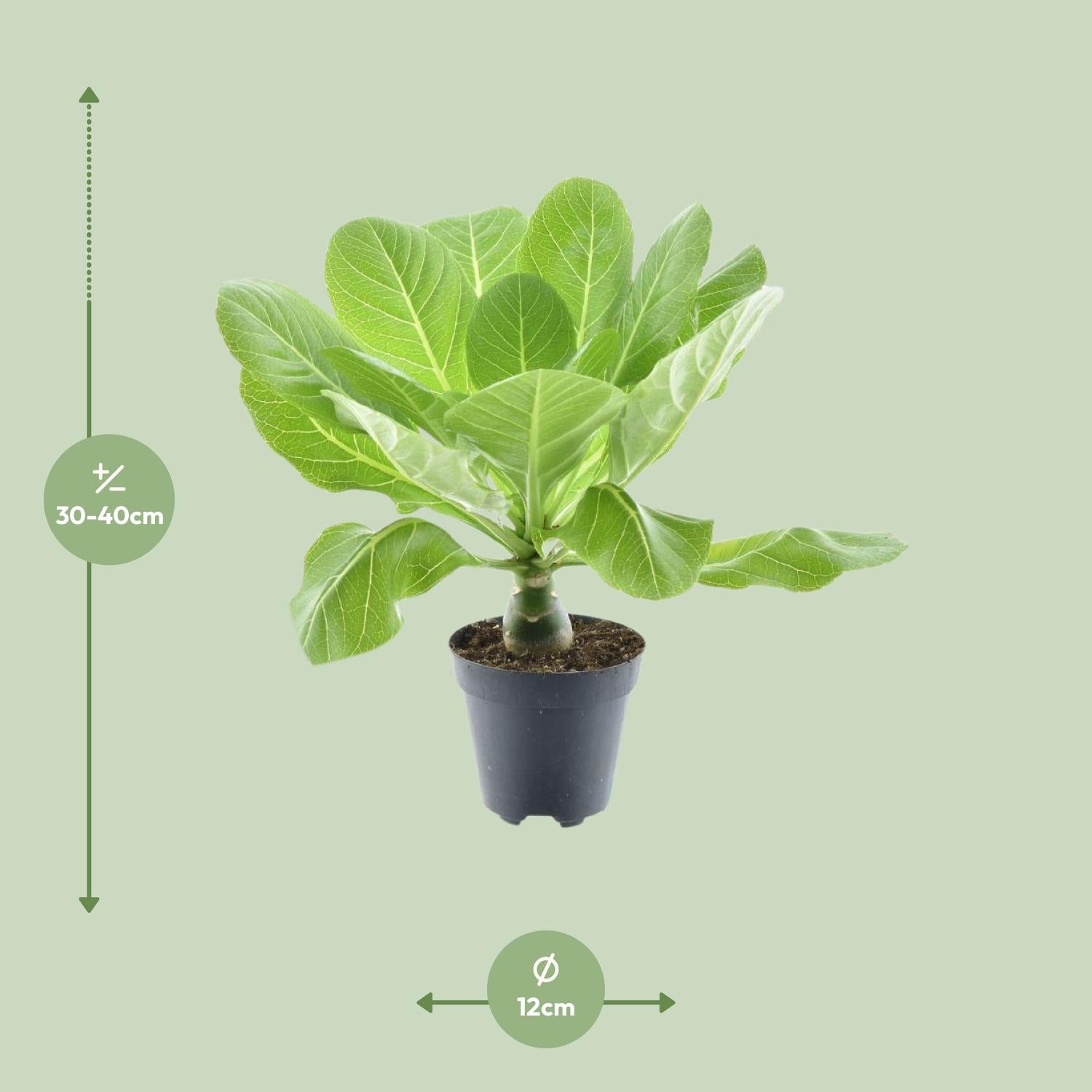 Brighamia Insignis &