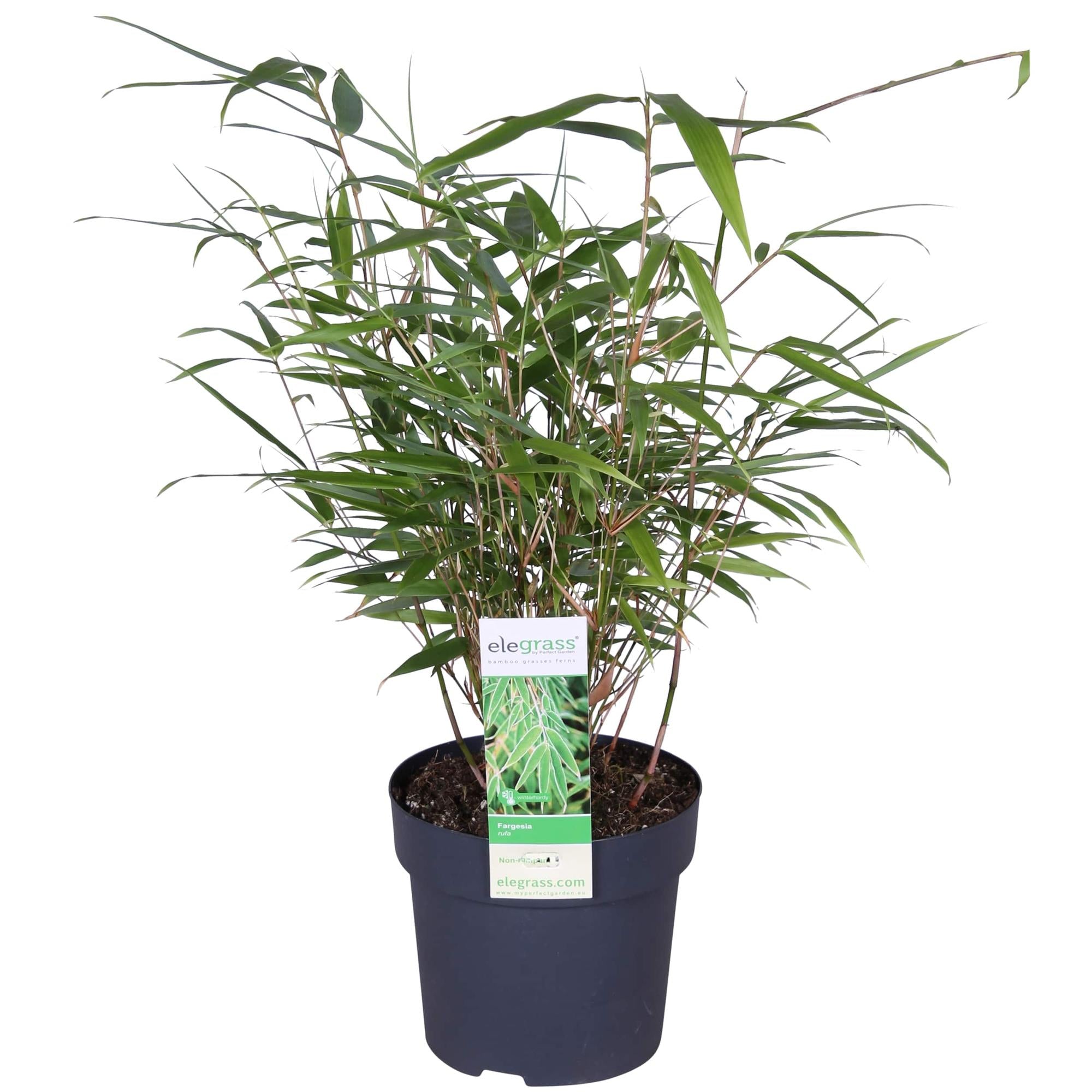 Fargesia rufa - Ø29cm - ↕80cm - Ø14 - ↨40cm