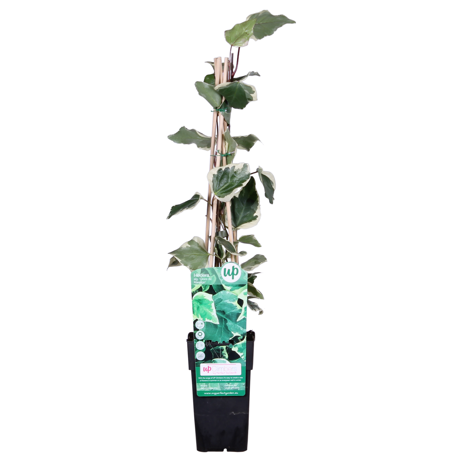 Gelbbunter Efeu - Hedera algeriensis &