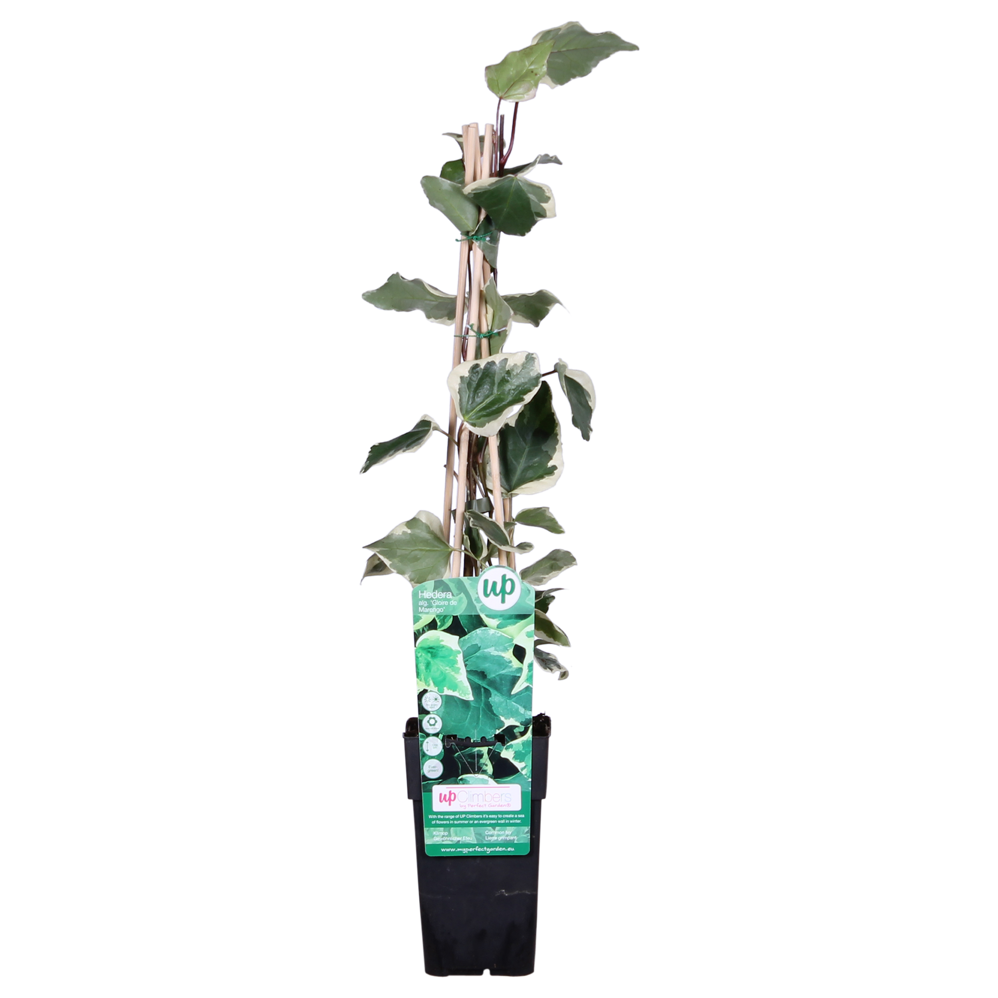 Gelbbunter Efeu - Hedera algeriensis &