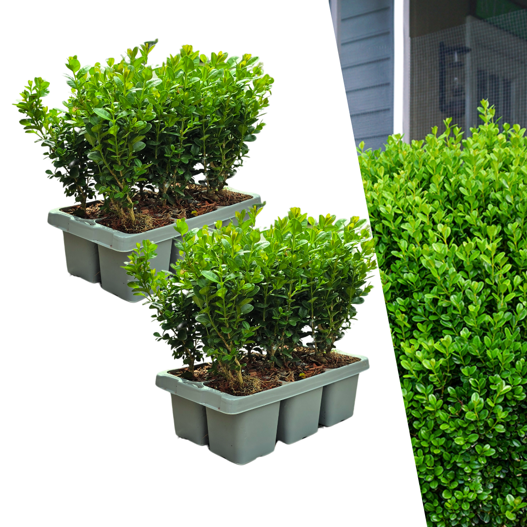 Buchsbaum – 12er Set - Ø7 cm - ↕15 cm