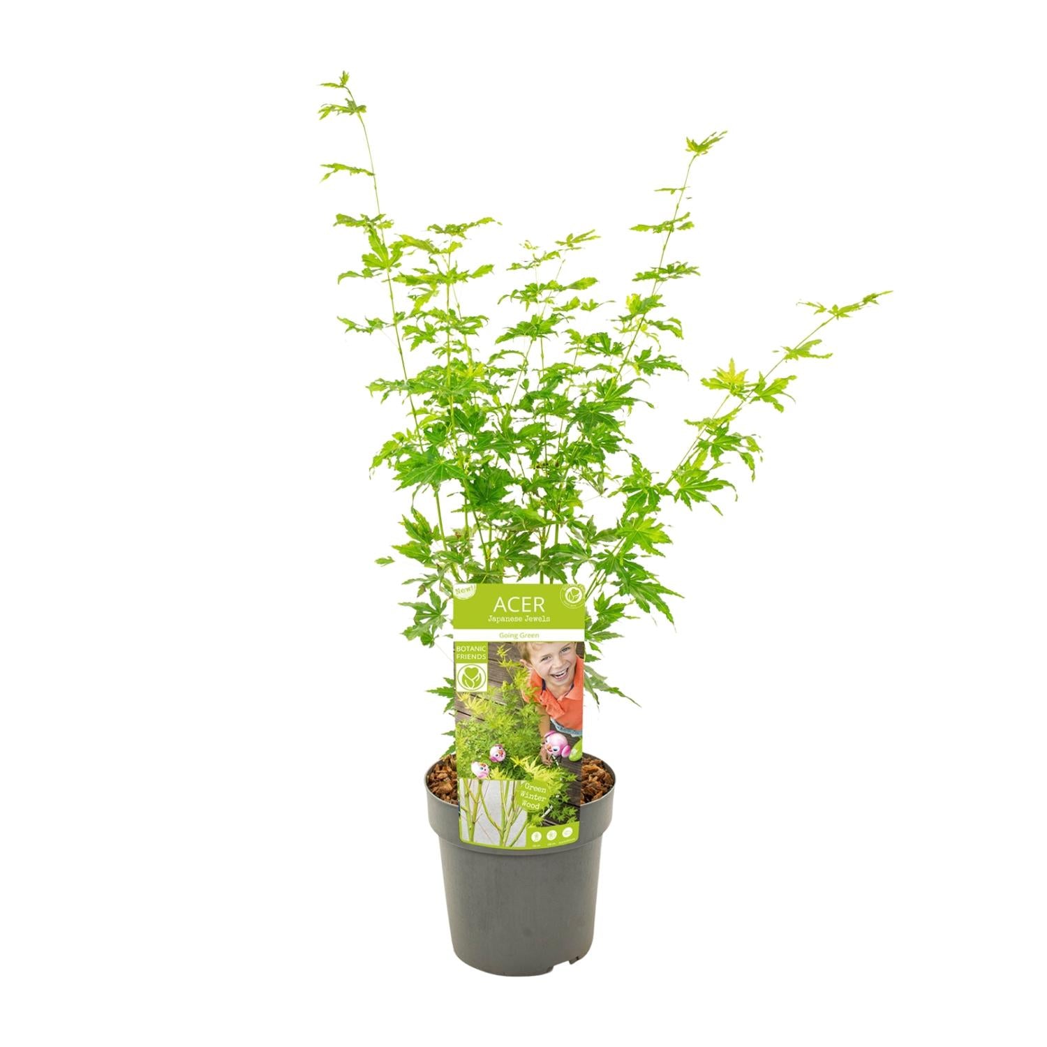 Fächerahorn - Acer palmatum Going Green - Ø19cm - ↕50cm