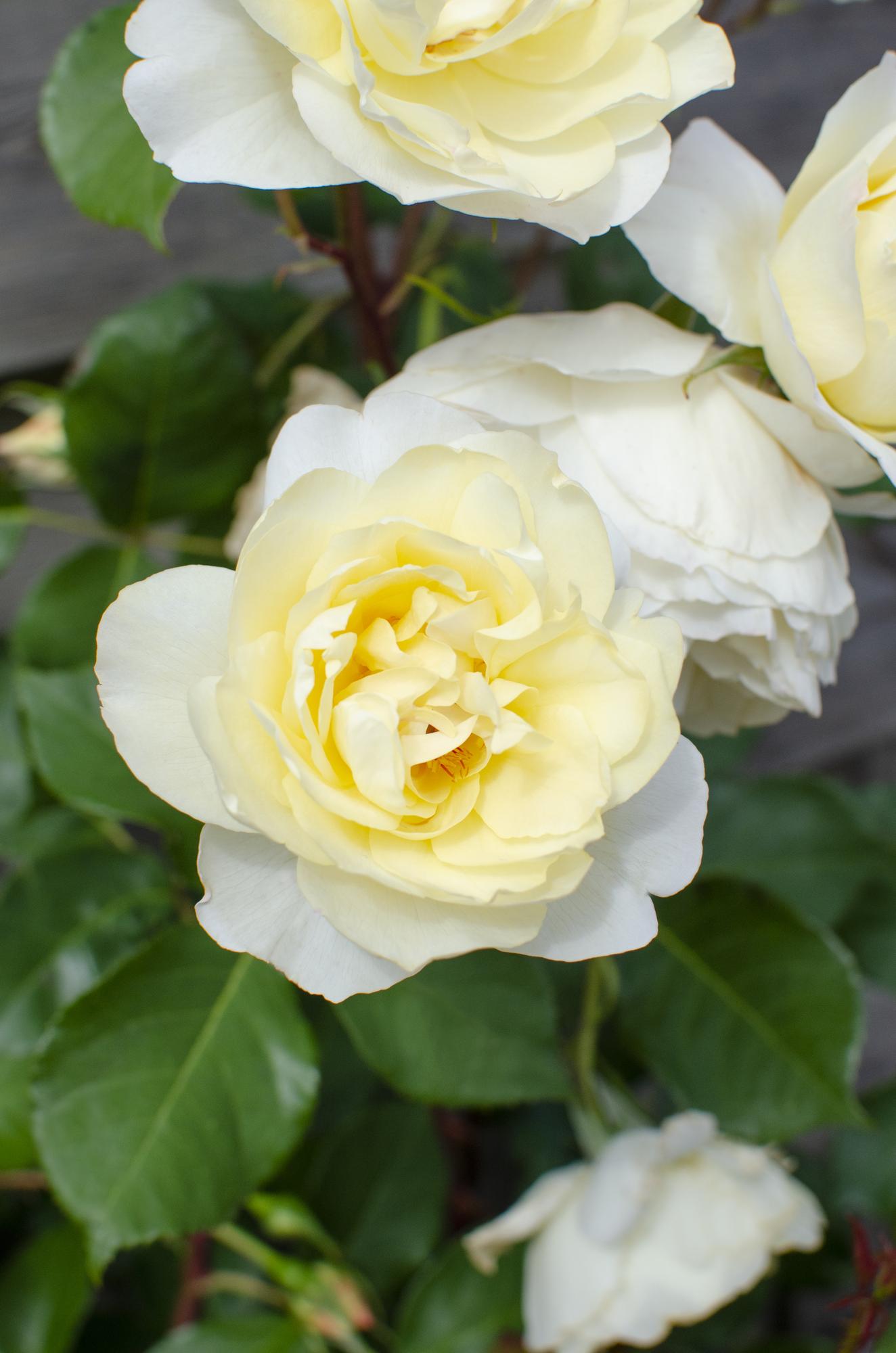 Rose Crazy in love &