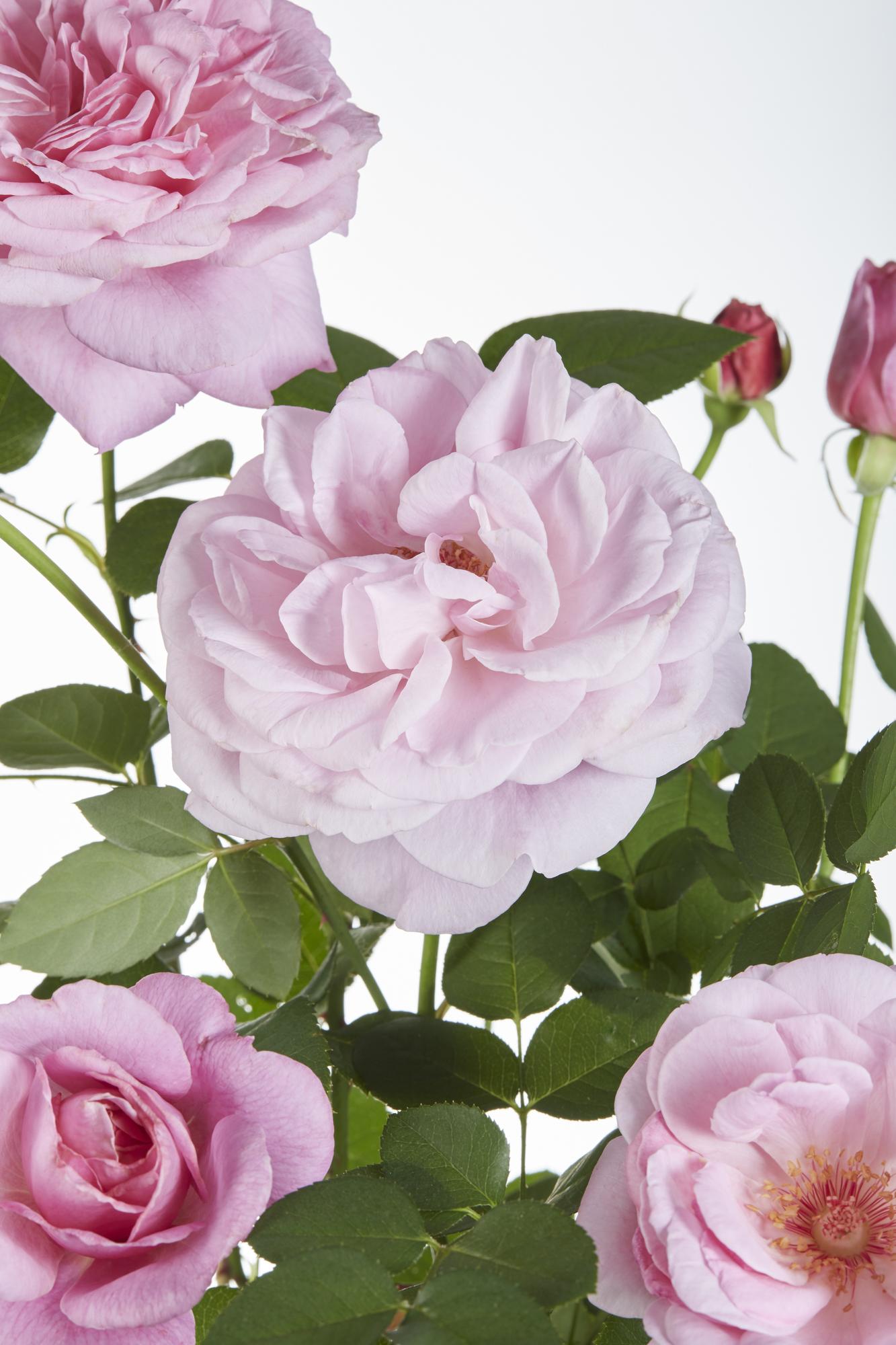 Rosa Crazy in love &