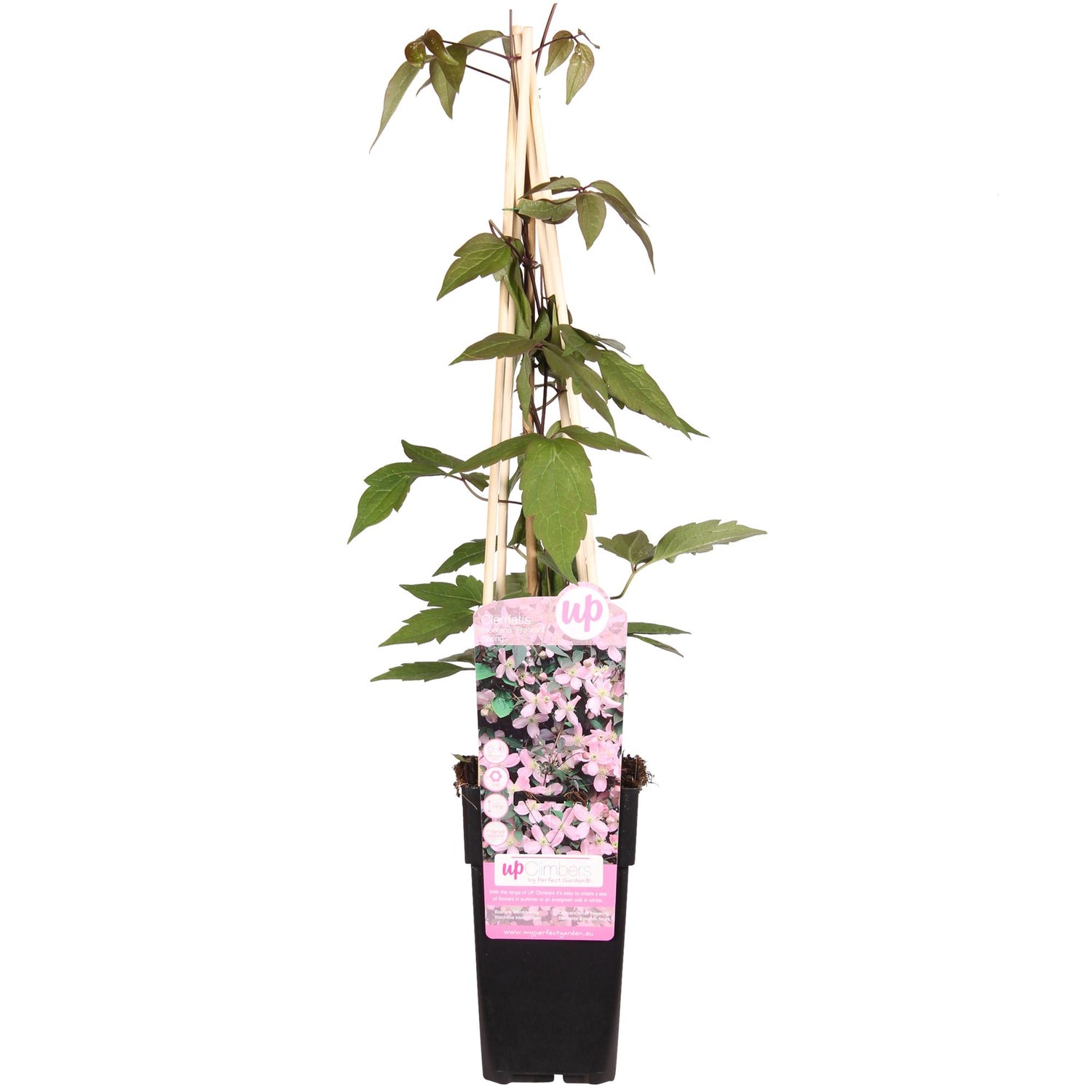 Clematis Montana &