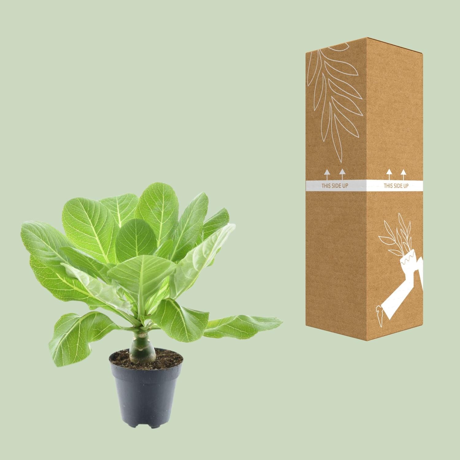 Brighamia Insignis &