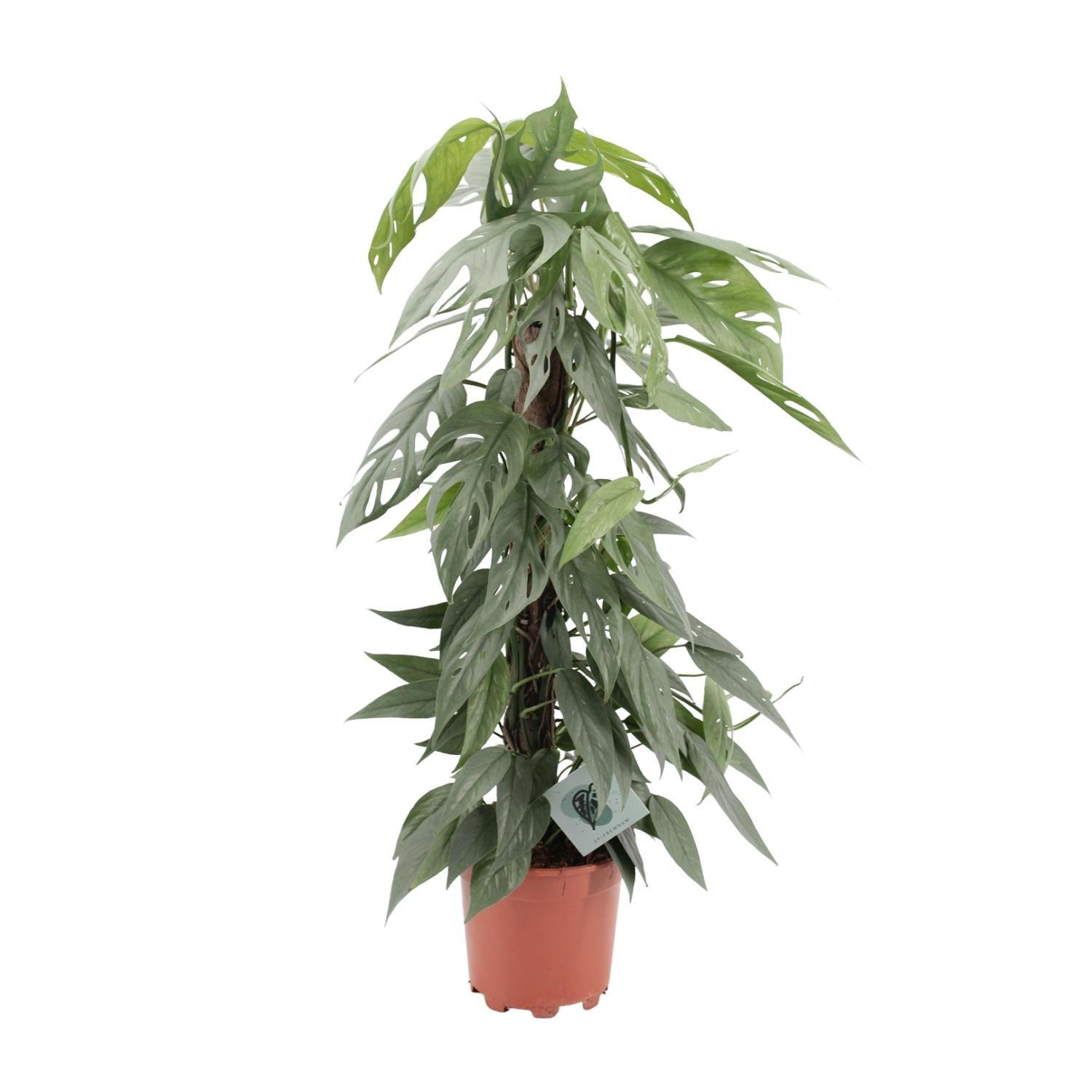 Epipremnum Pinnatum Cebu Blue - Ø17cm - ↕65cm
