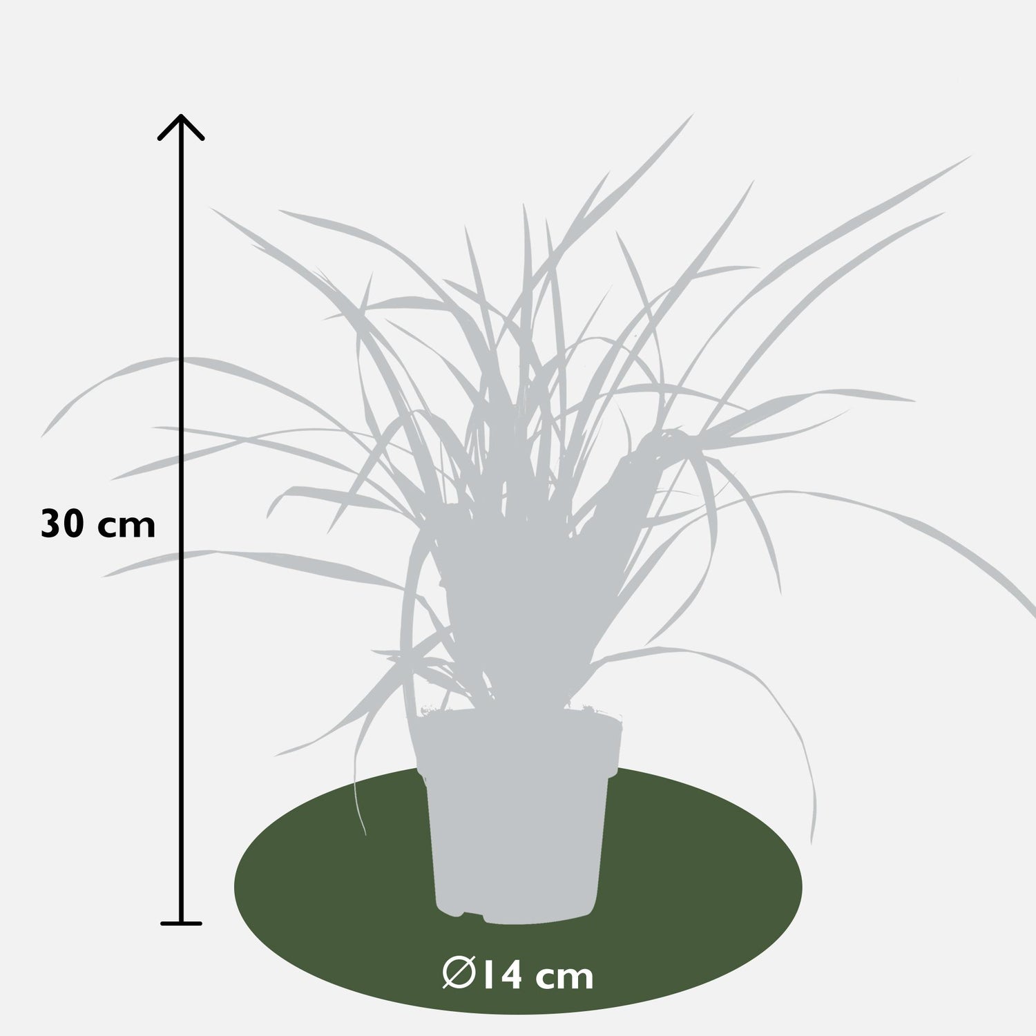 Japan-Segge - Carex morrowii Irish Green