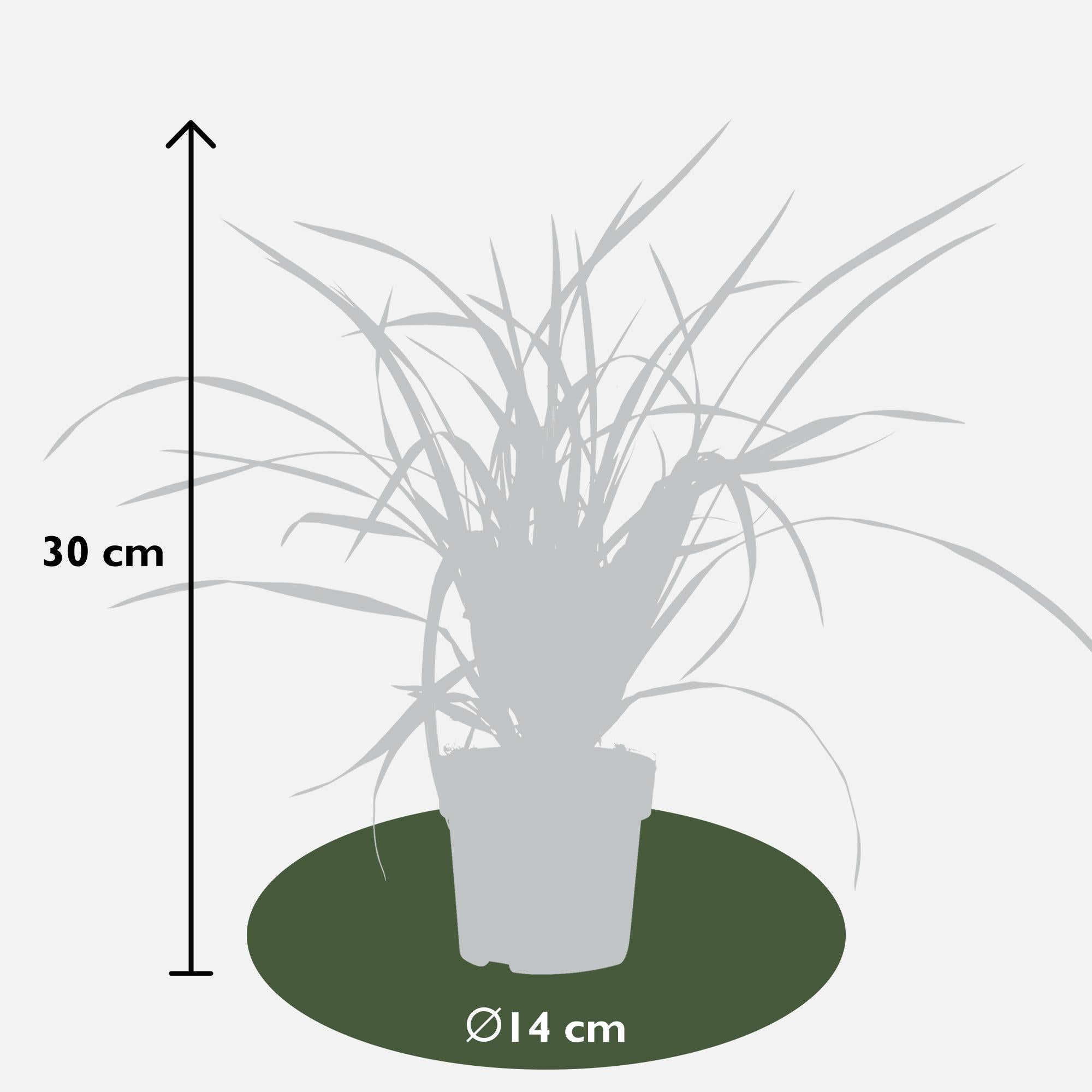 Japan-Segge - Carex morrowii Irish Green