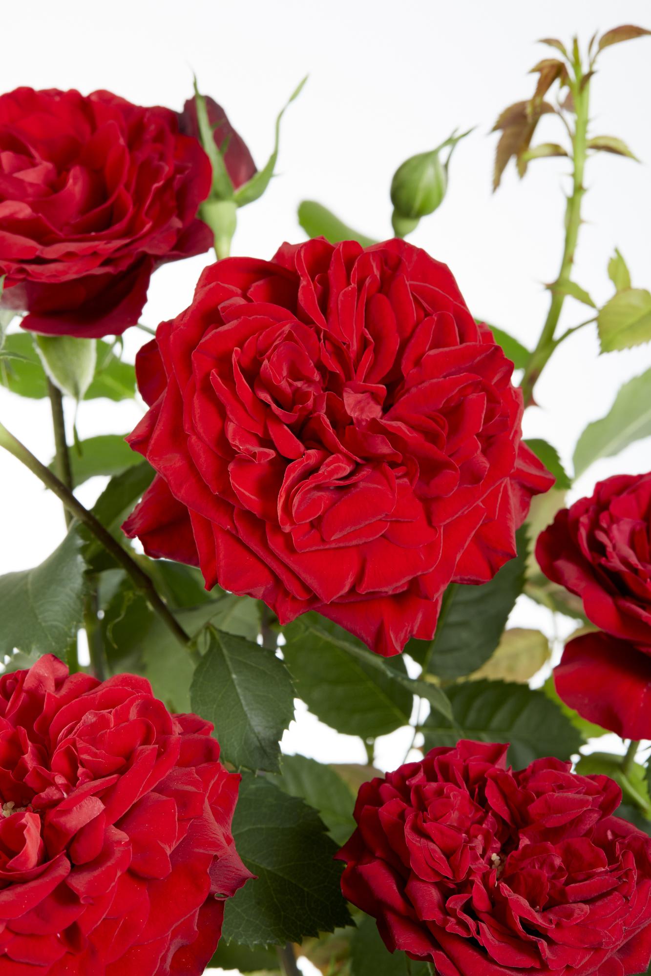 Rosa Crazy in love &