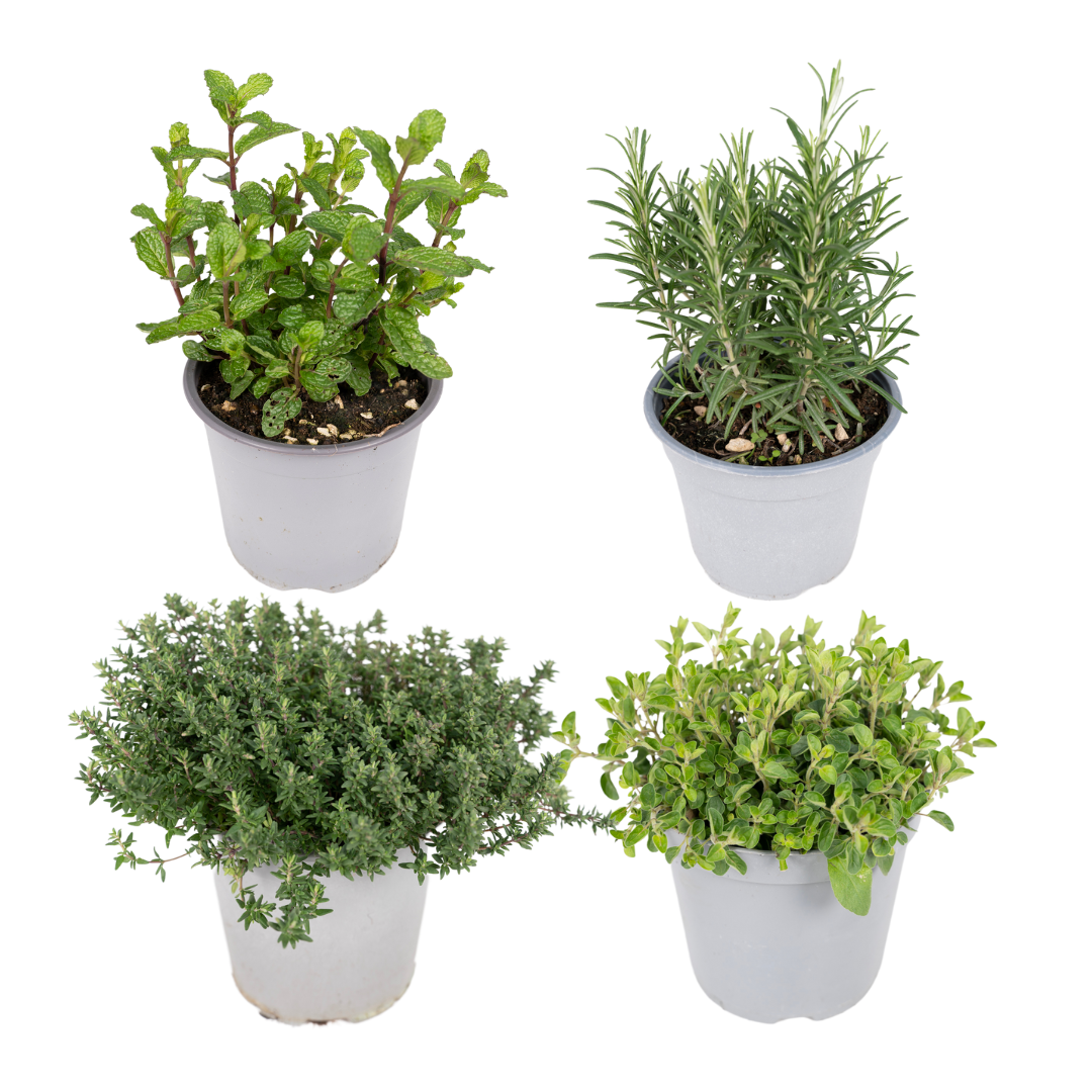 Gartenkräutermischung - 4 Stücke - Ø14cm - ↕18cm