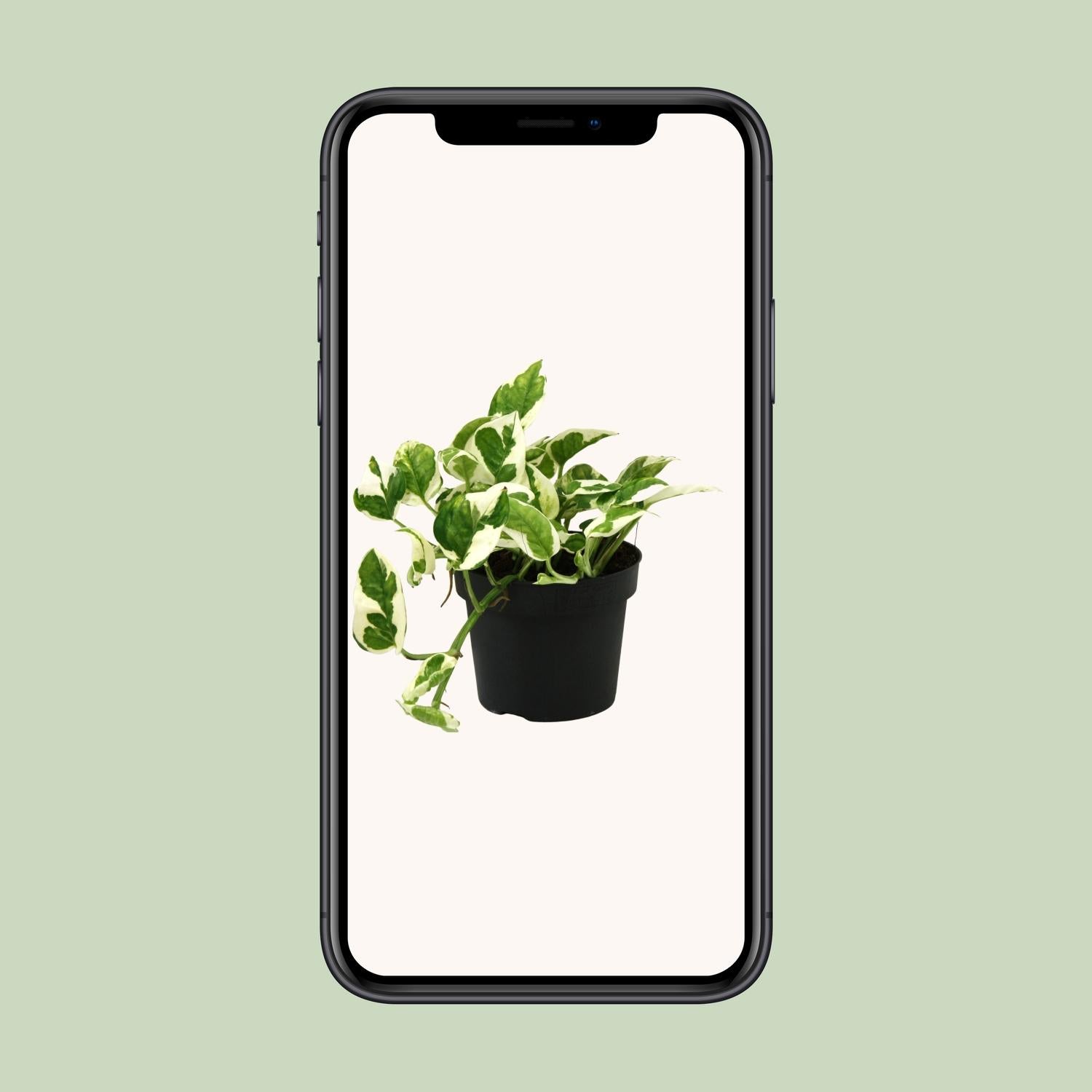 Scindapsus (Epipremnum) N&