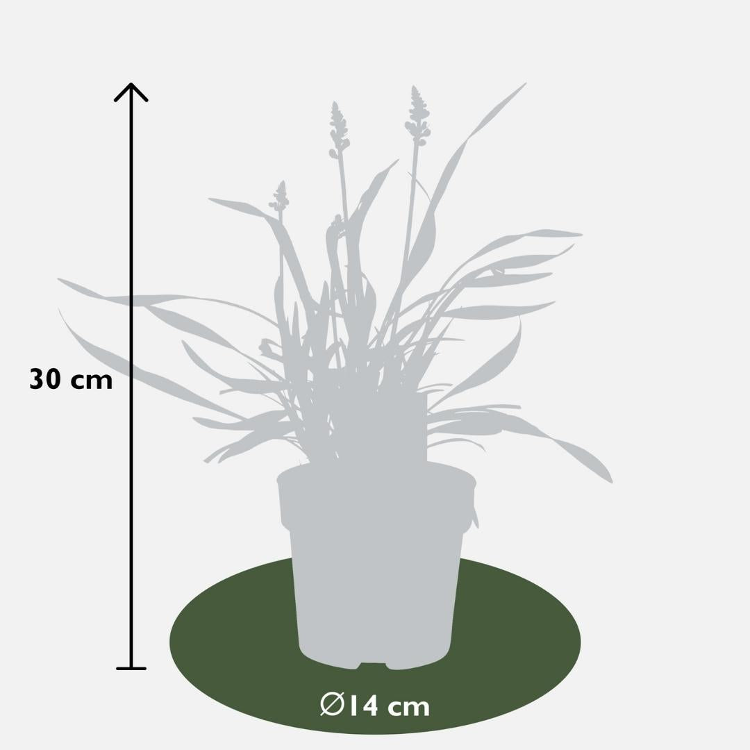 Lilientraube &