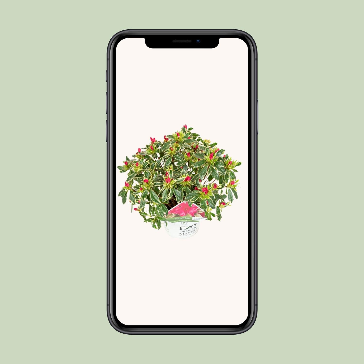 Rhododendron &